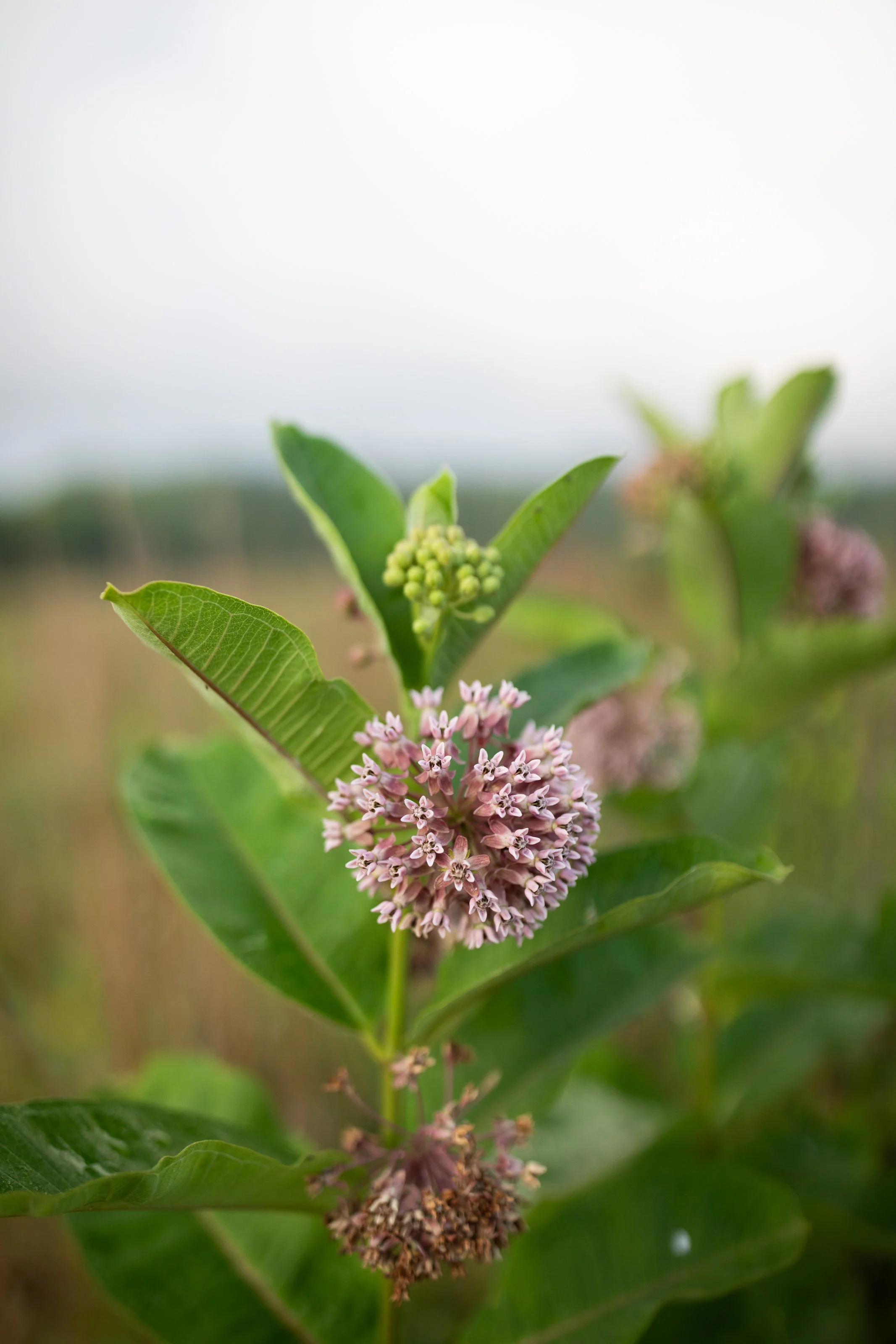 Close-up of a green plant with pink and white flowers and green leaves, blurred background.
