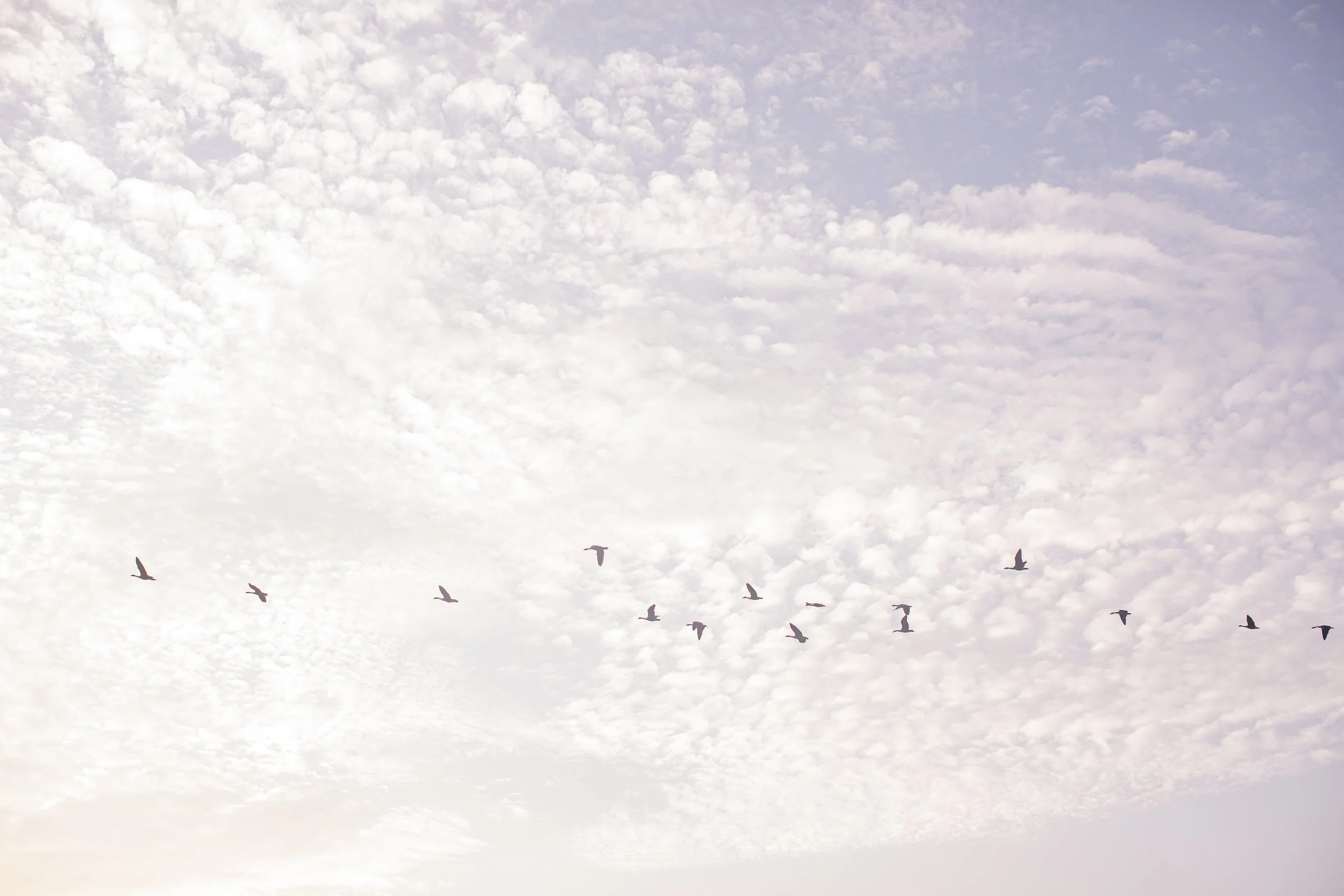 Sky filled with scattered clouds and a flock of birds flying.