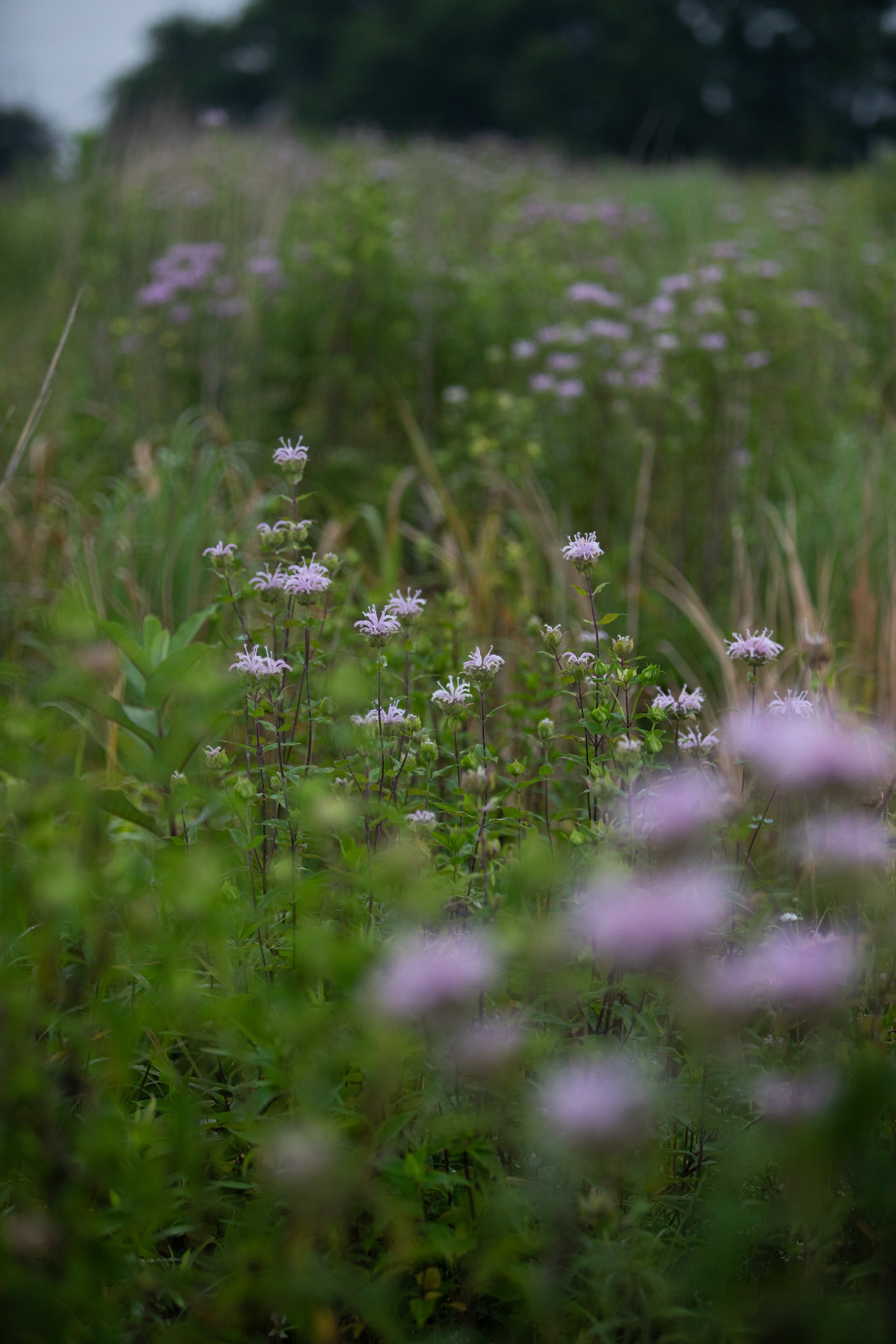 A blurred photo of purple wildflowers in a green field with trees in the background.