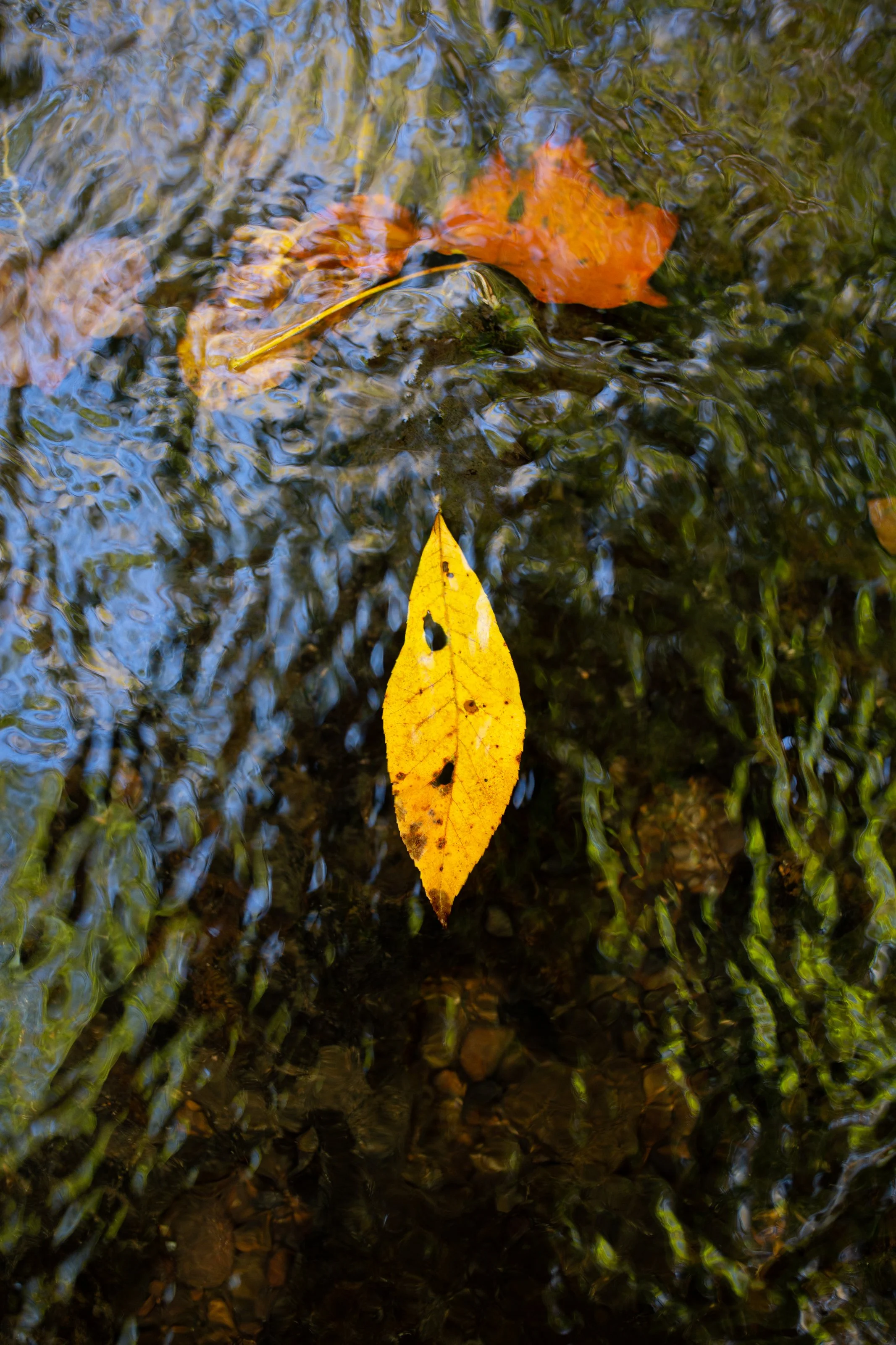 An orange and yellow leaf floating on a shallow stream with rippling water and submerged rocks.