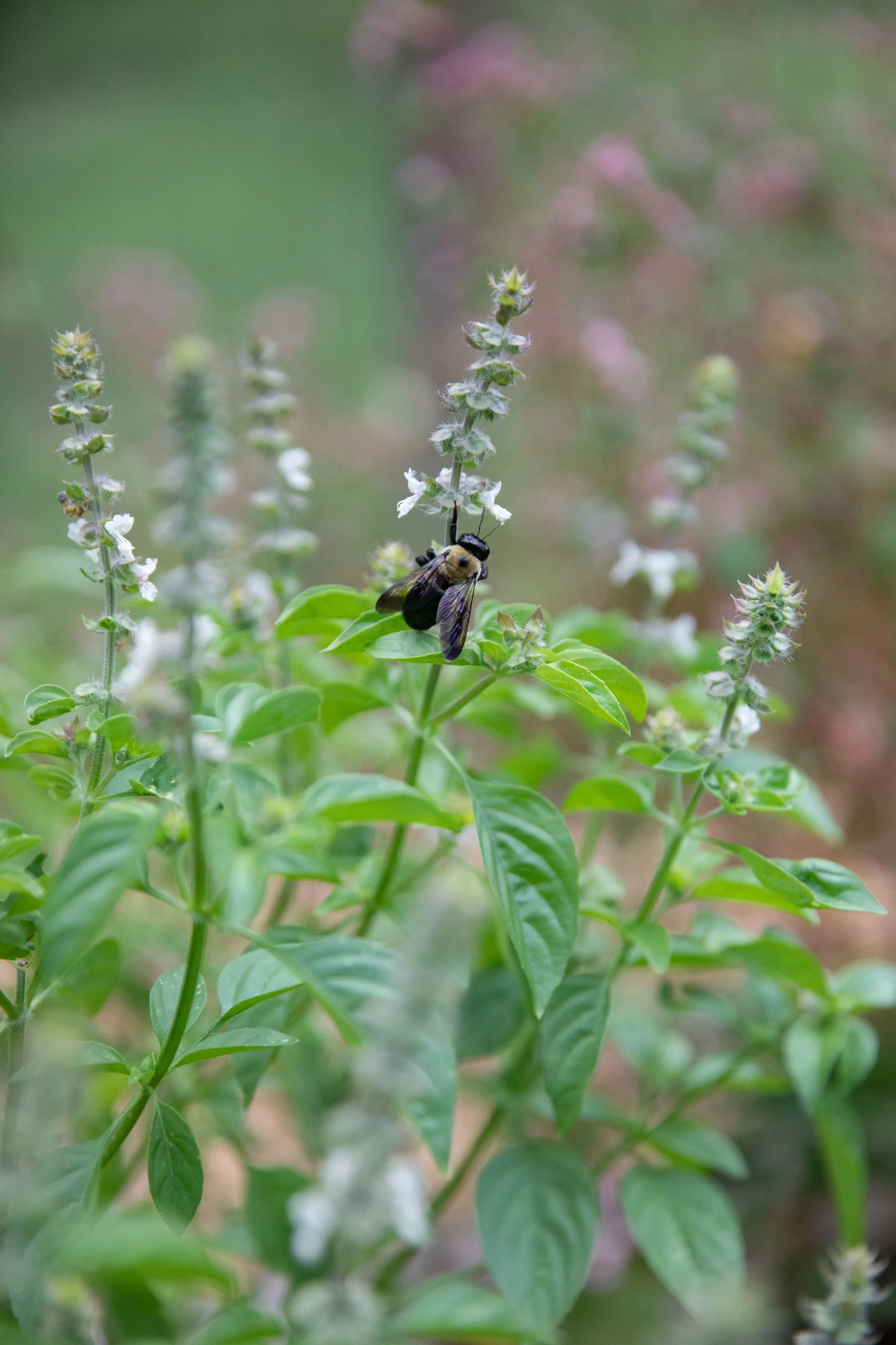 Close-up of a bee on a basil plant with green leaves and purple flowers in the background.