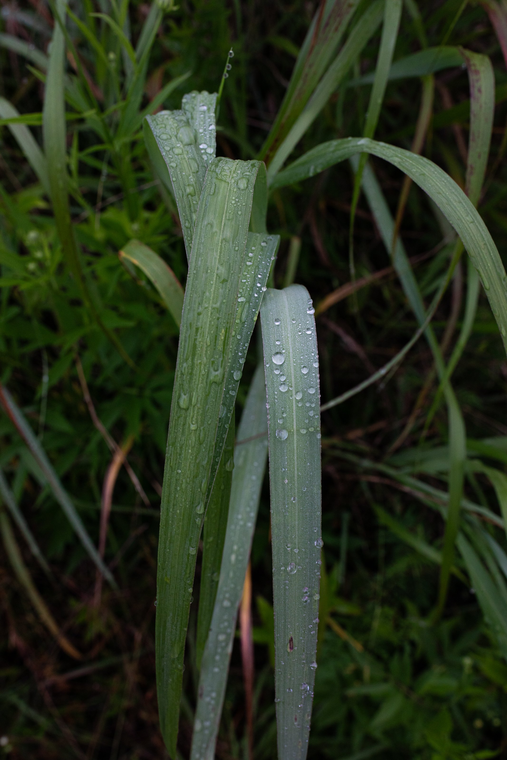 Close-up of green grass blades with water droplets on them after rain.