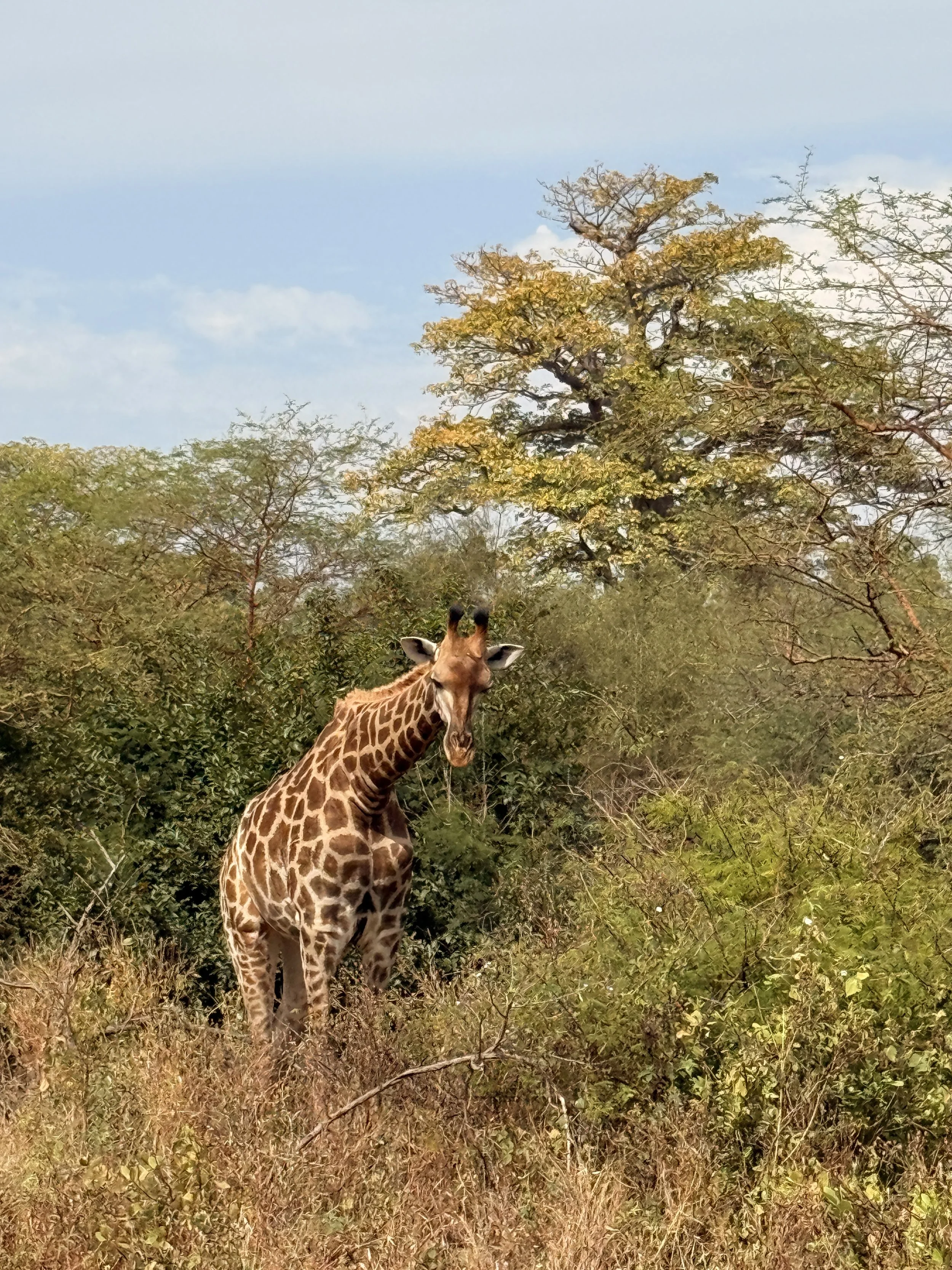 Friendly giraffe at Bandia Reserve, a wildlife reserve where the animals are free to roam and the humans are there to visit.