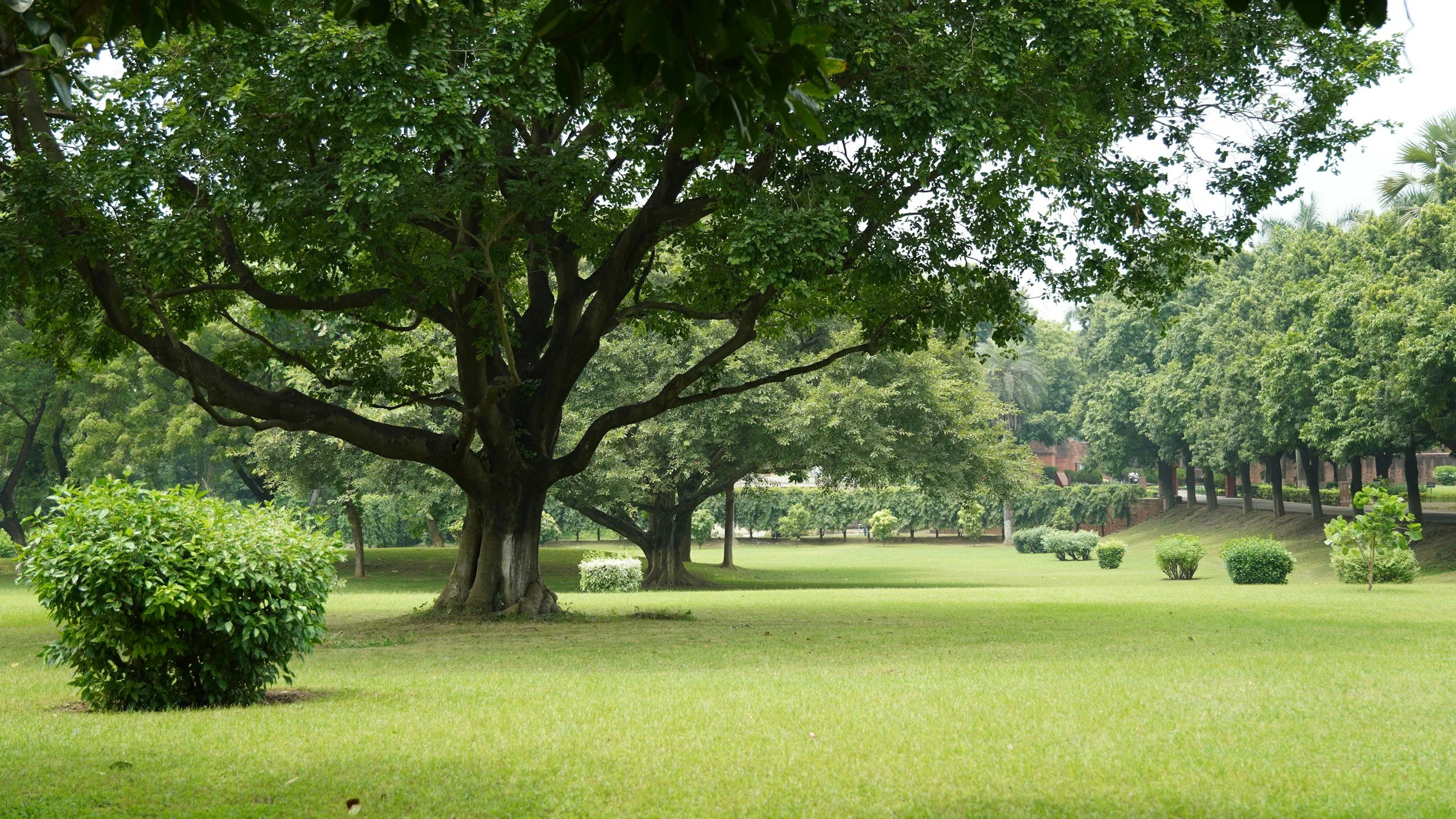A large tree with lush green leaves and multiple branches in a park with neatly trimmed grass, small bushes, and a row of trees in the background.