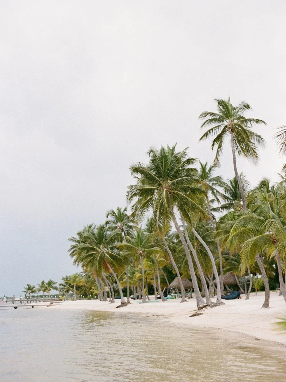 pierres-morada-bay-islamorada-islamorada-beach-palm-tree-waterfront.jpg