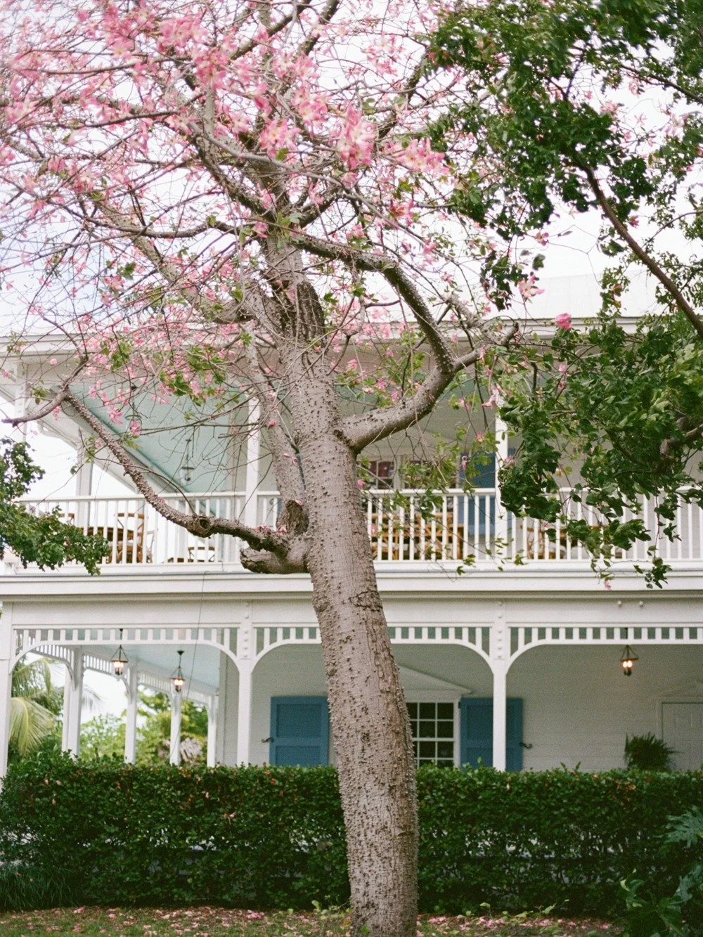 pierres-morada-bay-islamorada-wedding-pink-flowering-tree-venue.jpg