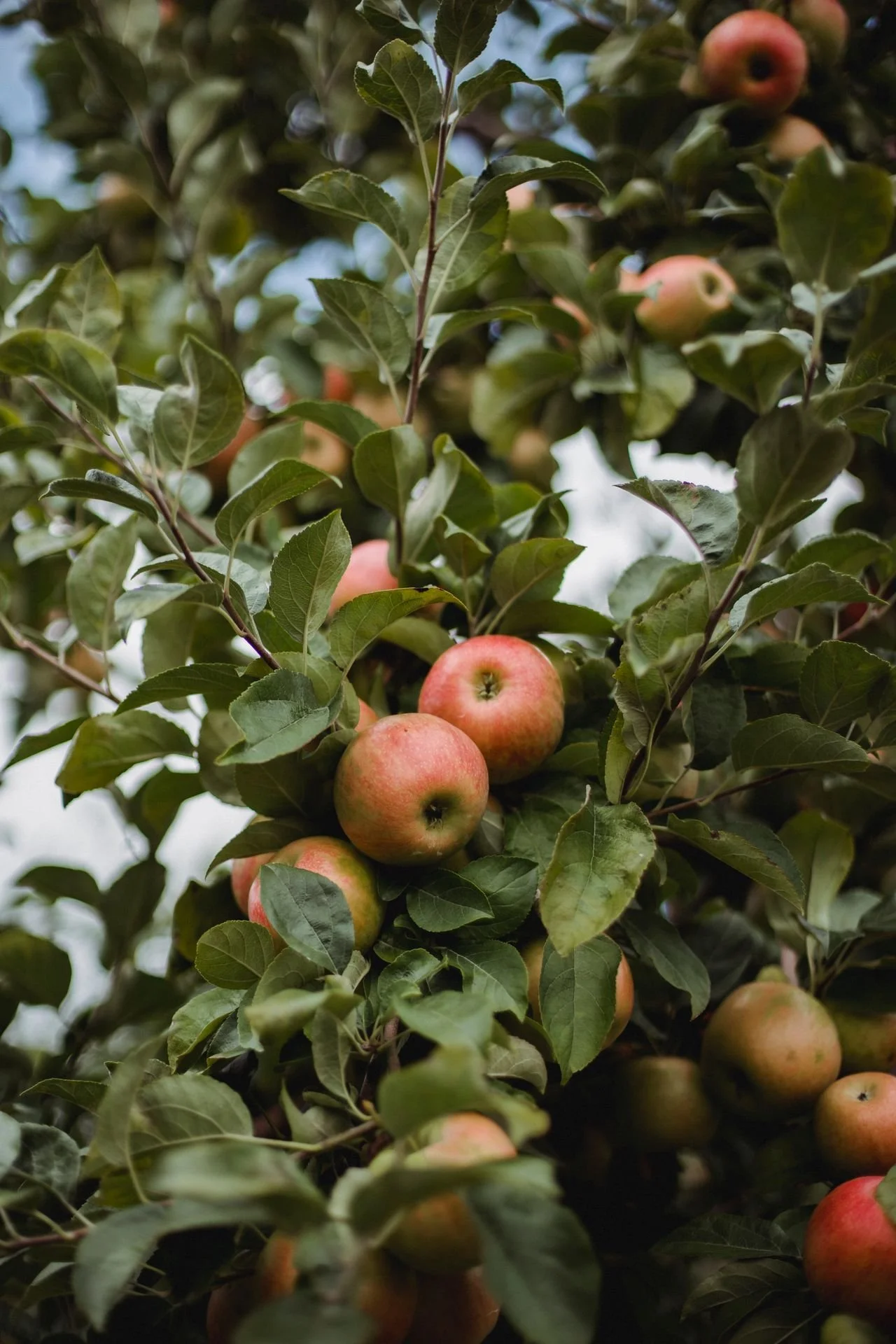 We partner with suppliers offering premium seafood, locally grown produce, artisan goods or handcrafted beverages.
