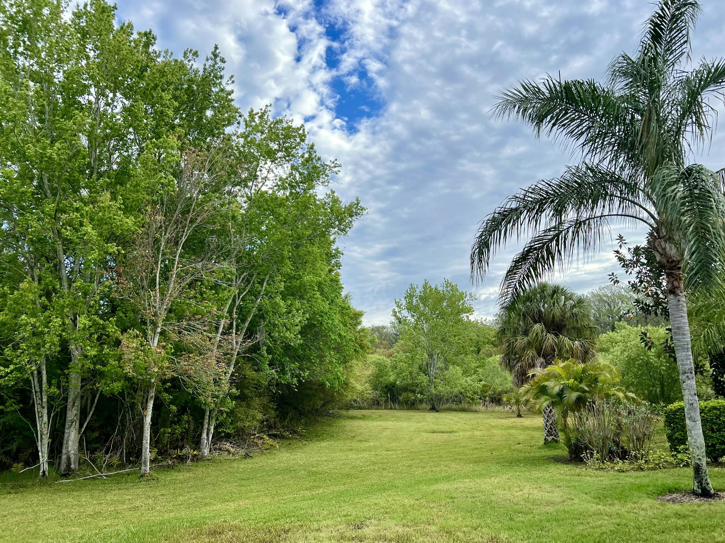Green wooded lot with tall trees and palms in Southwest Florida