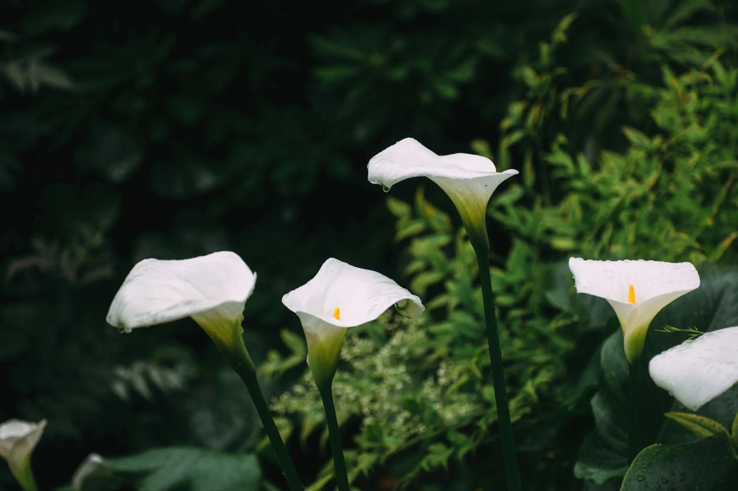 unsplash-image-YL6tPyberZE.jpg