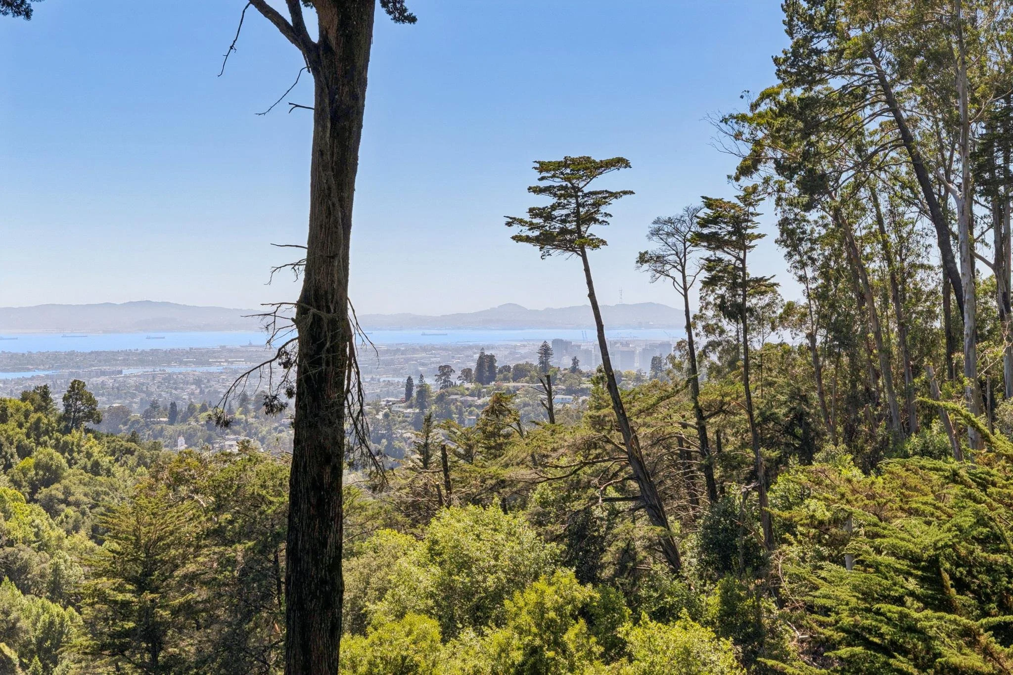 View of a city and bay from a wooded hillside with tall trees in the foreground.