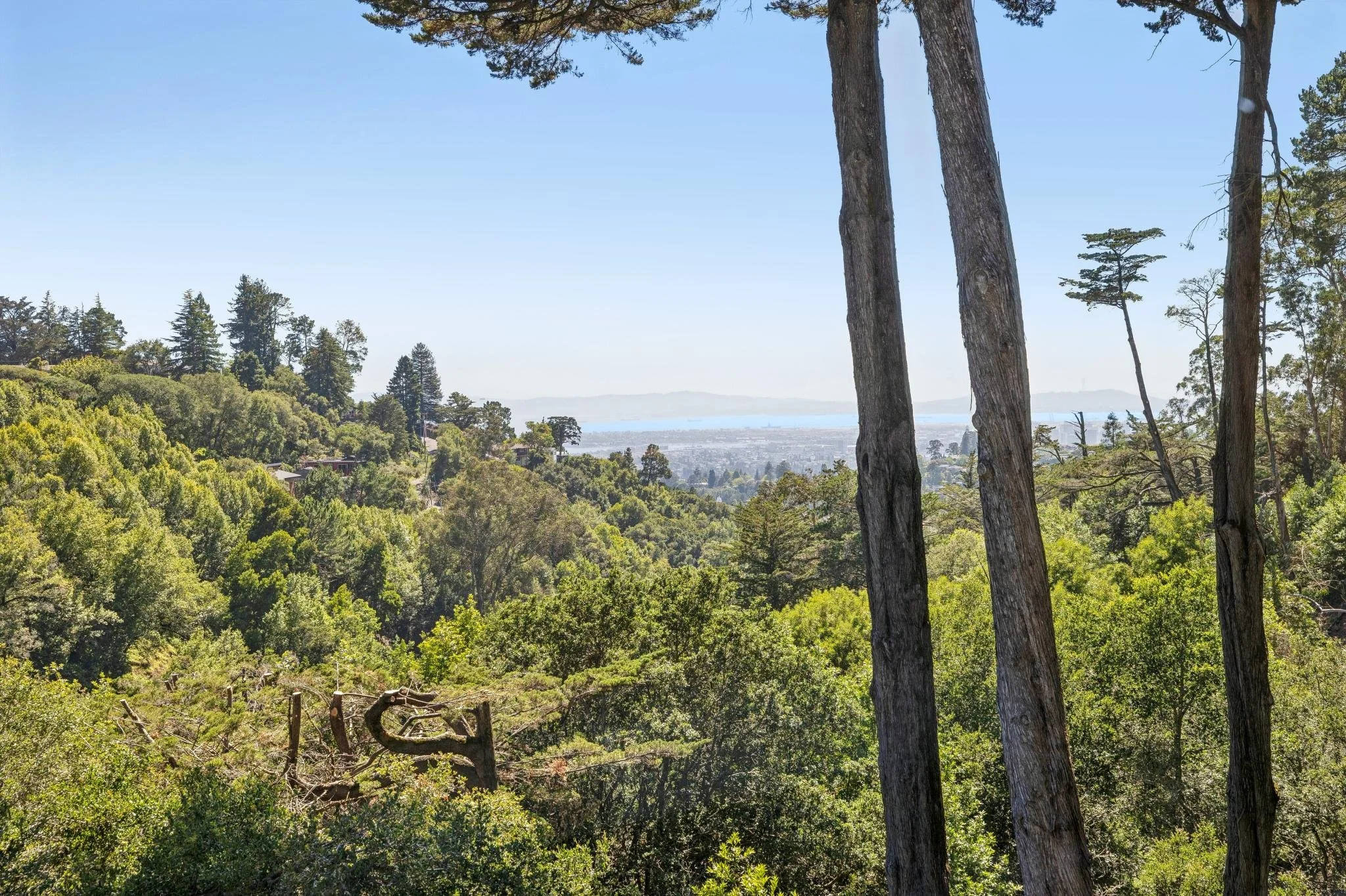 A forested landscape with tall trees in the foreground, a mix of green foliage, and a backdrop of distant hills and water under a clear blue sky.