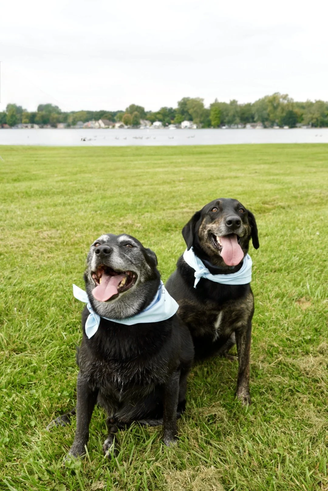 Two happy dogs sitting on a grassy field near a lake, wearing light blue bandanas.
