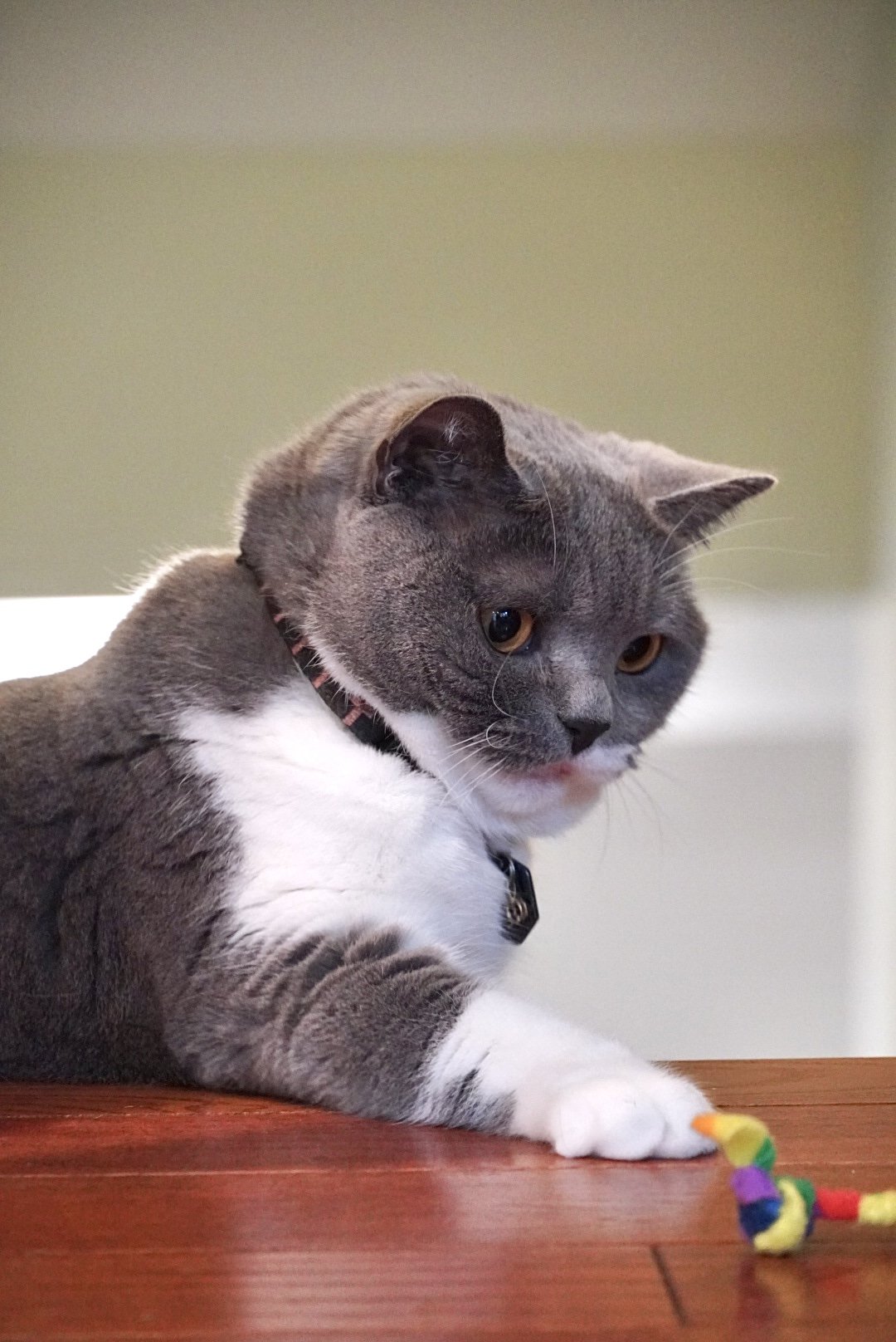 Gray and white cat lying on a wooden surface, reaching for a colorful toy, indoors with a plain background.