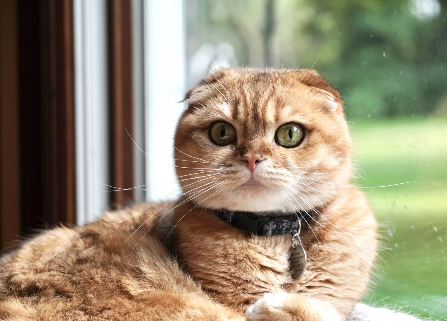 A close-up image of a fluffy orange tabby cat with green eyes, wearing a black collar with a silver tag, sitting near a window with a view of green trees outside.