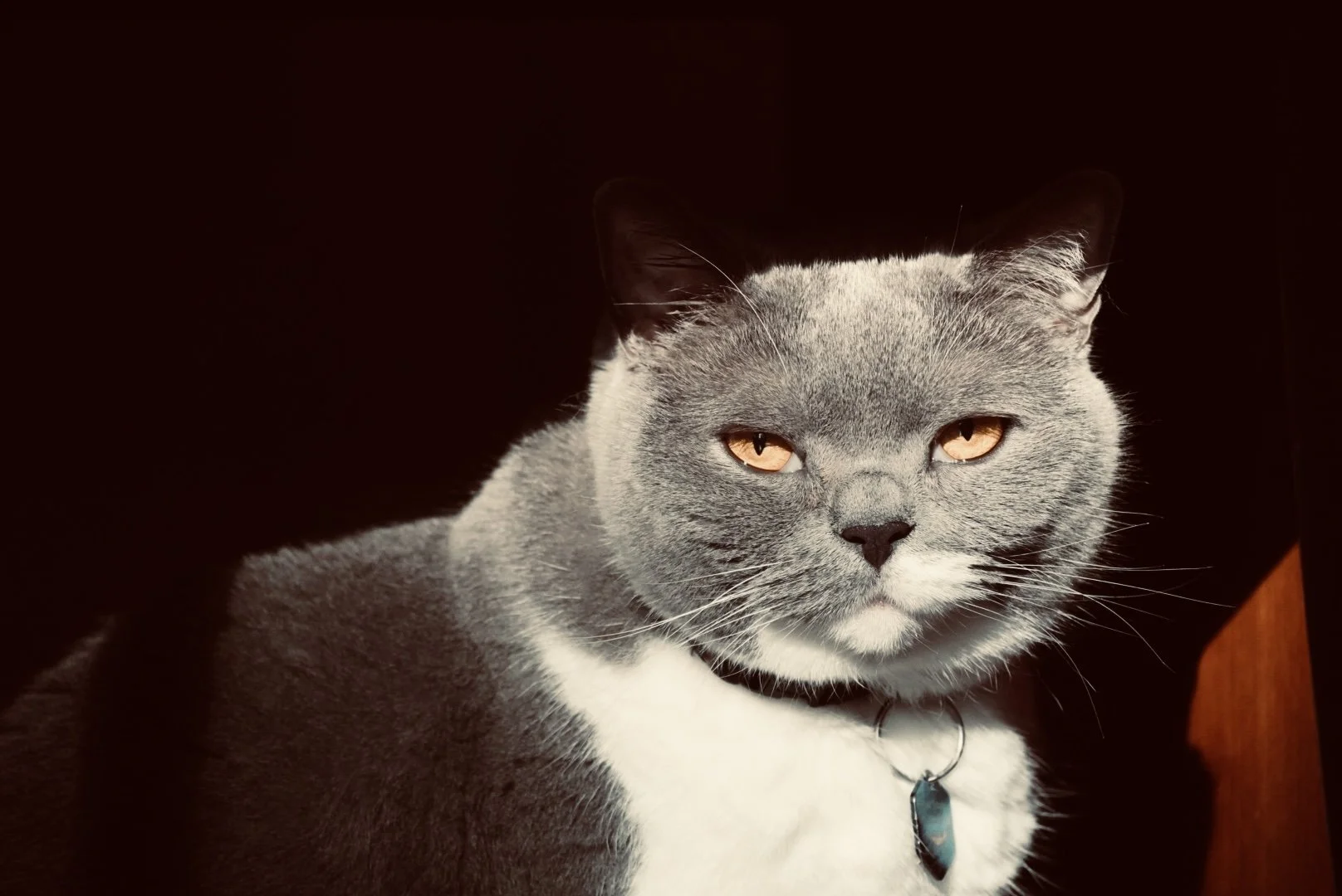 Gray cat with amber eyes sitting in a dark area with light on its face, wearing a collar with a tag.