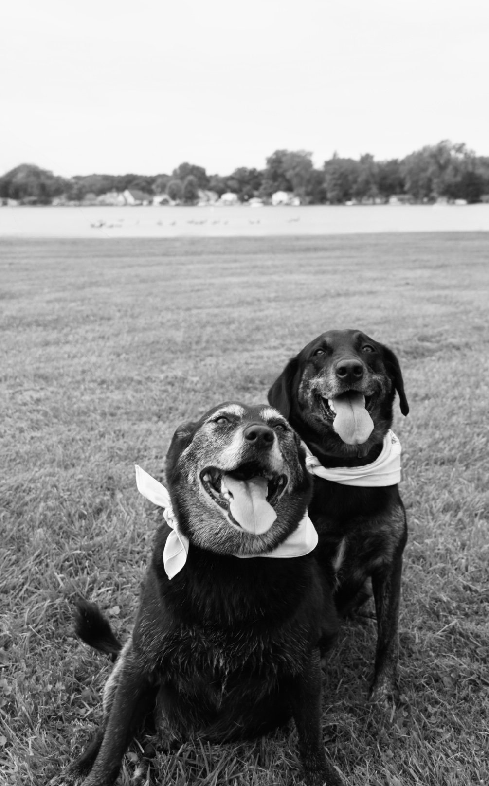 Two happy dogs with bandanas sitting on grass near a body of water, with trees and houses in the background.