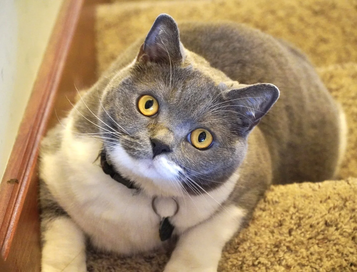 A gray and white cat with yellow eyes lounging on a brown carpet next to a wooden surface, wearing a black collar with a tag.