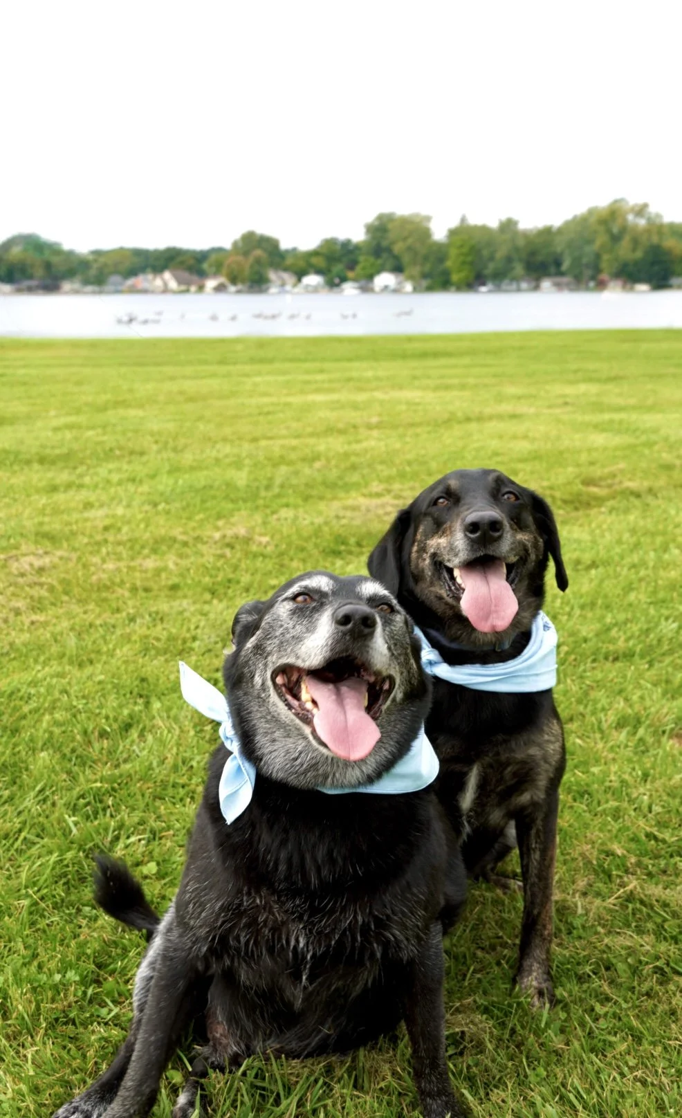 Two happy dogs with blue bandanas sitting on green grass near a lake with trees and houses in the background.