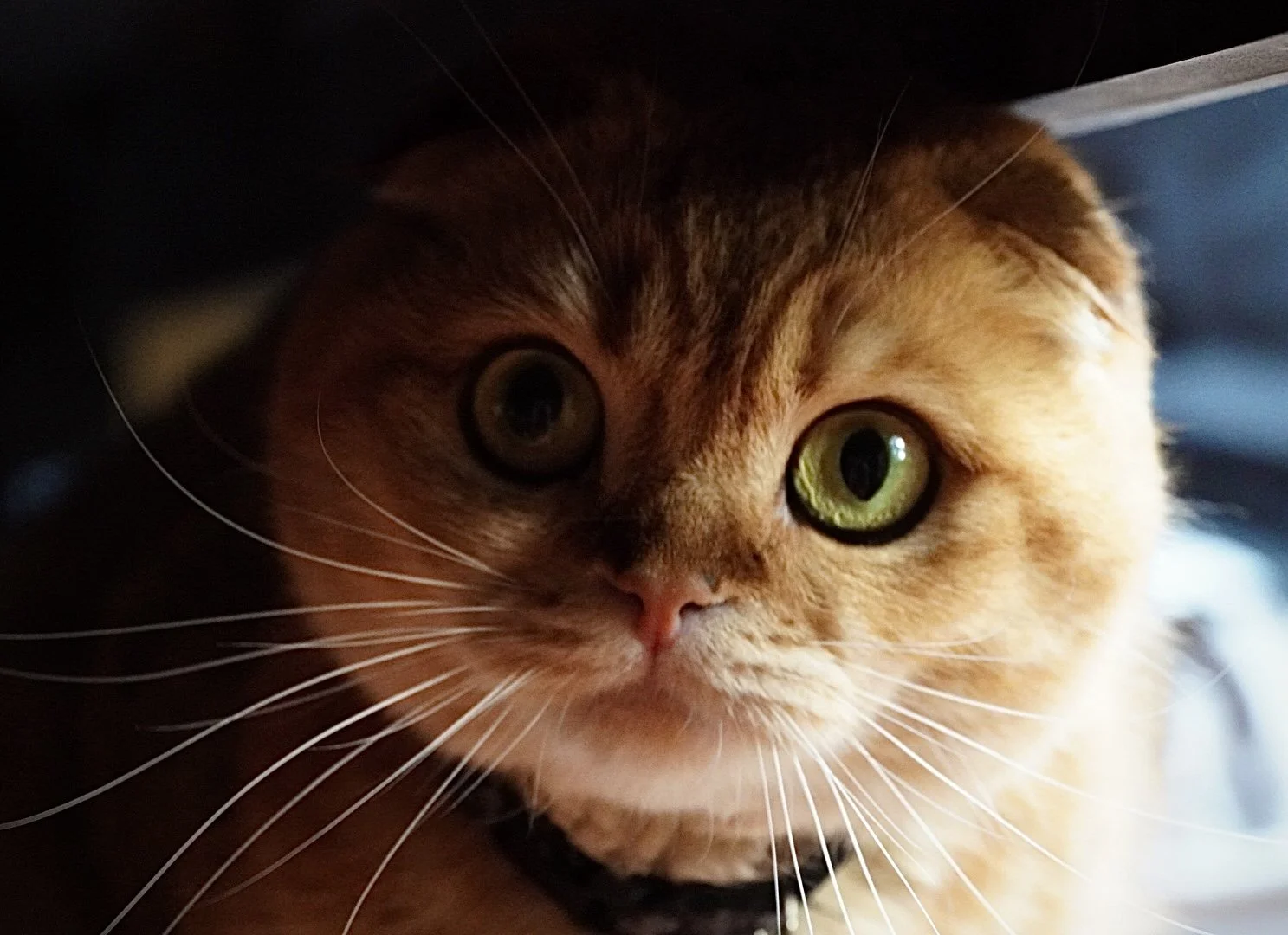 Close-up of a ginger cat with green eyes peeking from a dark space.
