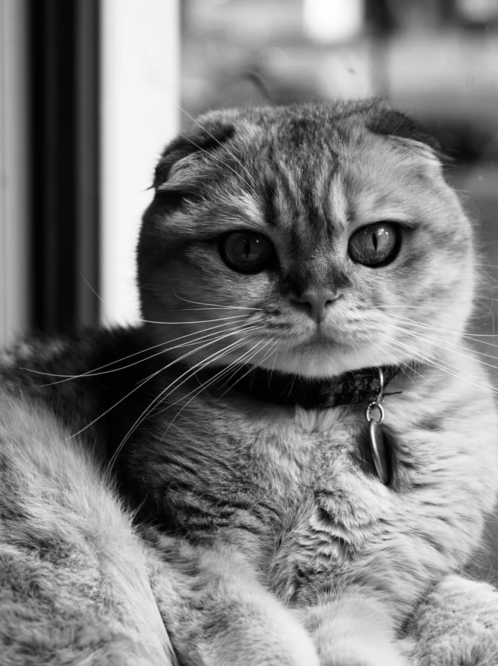 Black and white photo of a cat looking out a window, wearing a collar with a tag.