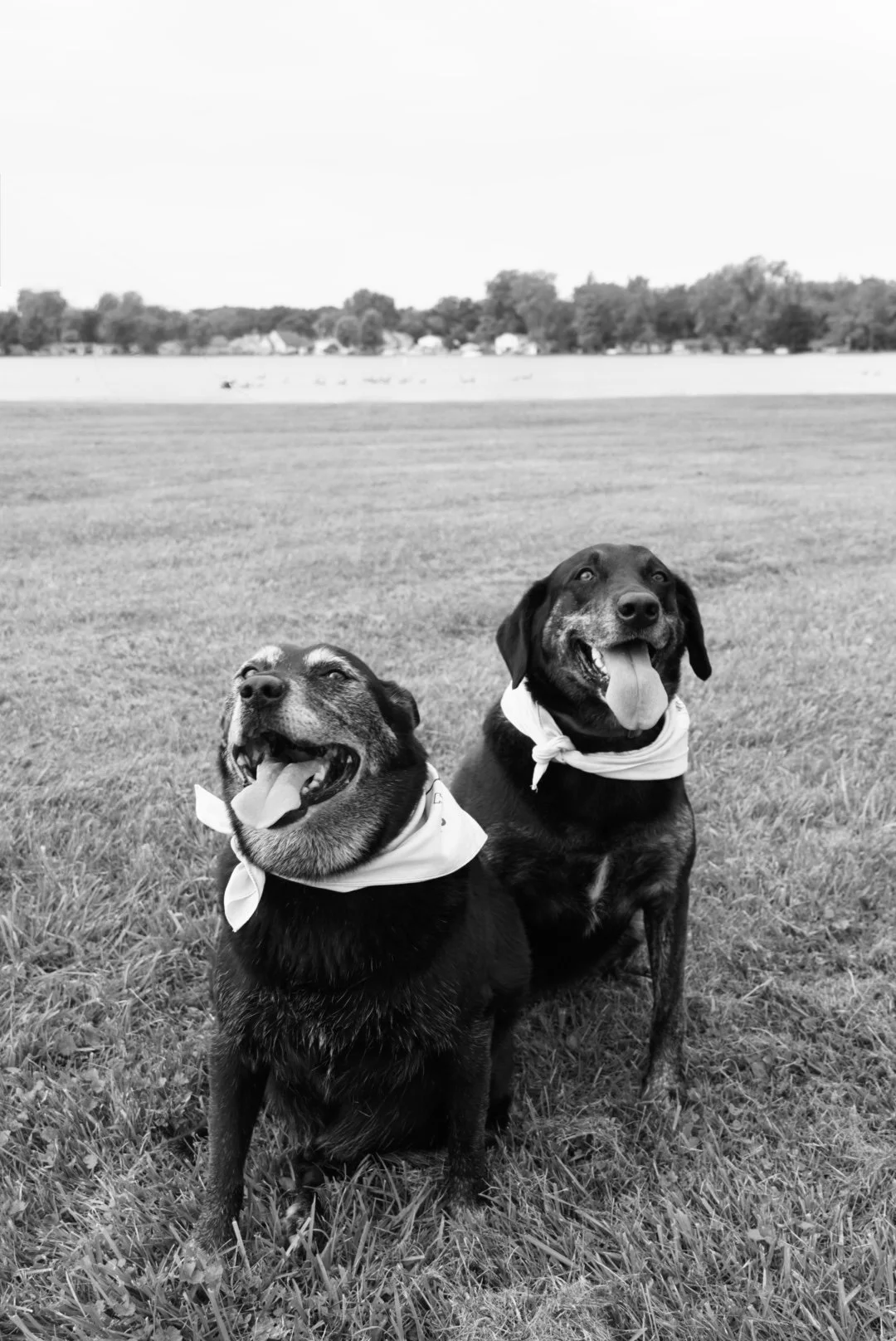 Two happy dogs sitting on a grassy field, wearing bandanas, with a lake and trees in the background, black and white photograph.