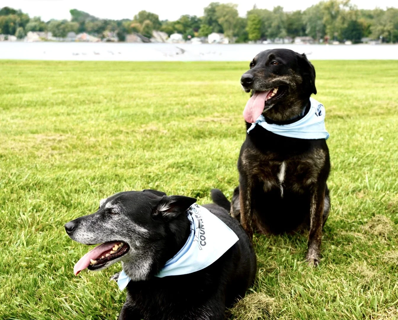 Two dogs with light blue bandanas sitting on green grass near a body of water, with trees and houses in the background, on a clear day.