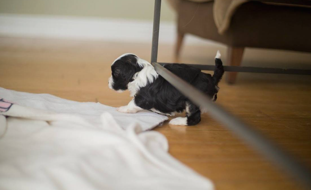 Black and white Löwchen puppy resting at Potrero Lowchen
