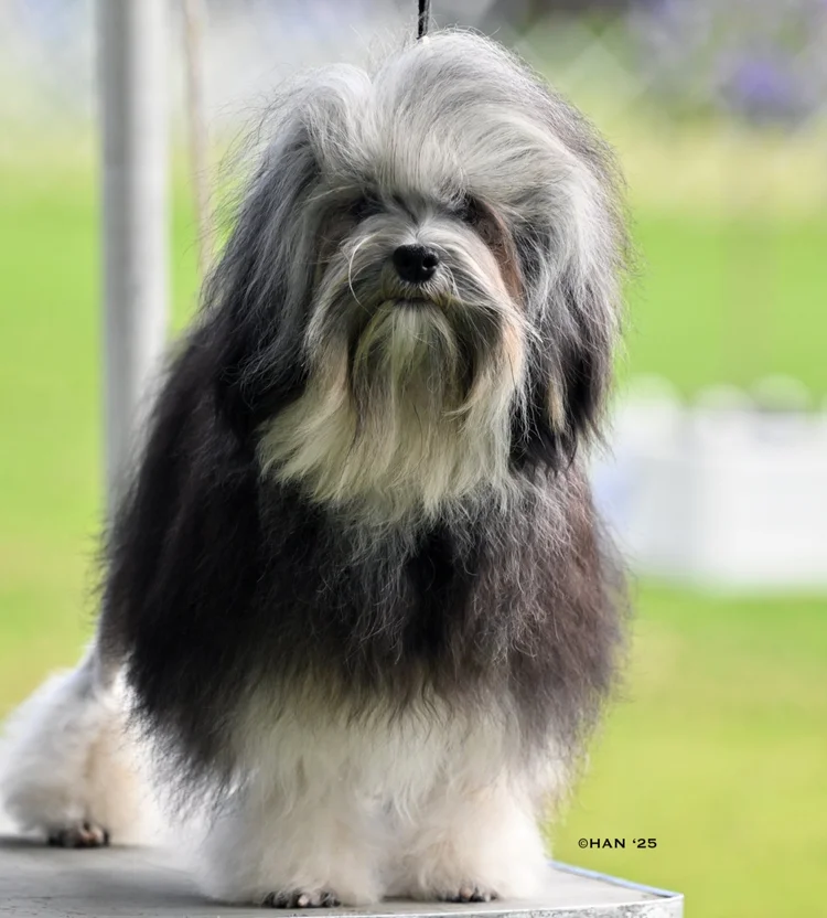 Kramer, Swedish import Grand Champion Lowchen