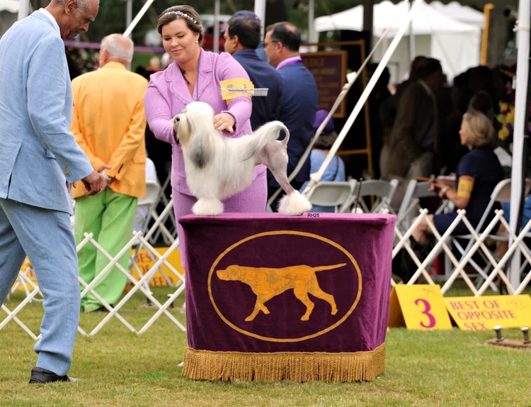 Maya, Potrero-bred Lowchen, at Westminster 2022