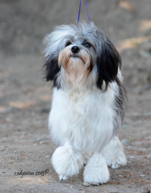 Black and white Lowchen with a long flowing coat looking up
