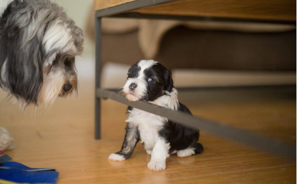 Adult Lowchen watching a young Lowchen puppy under a table
