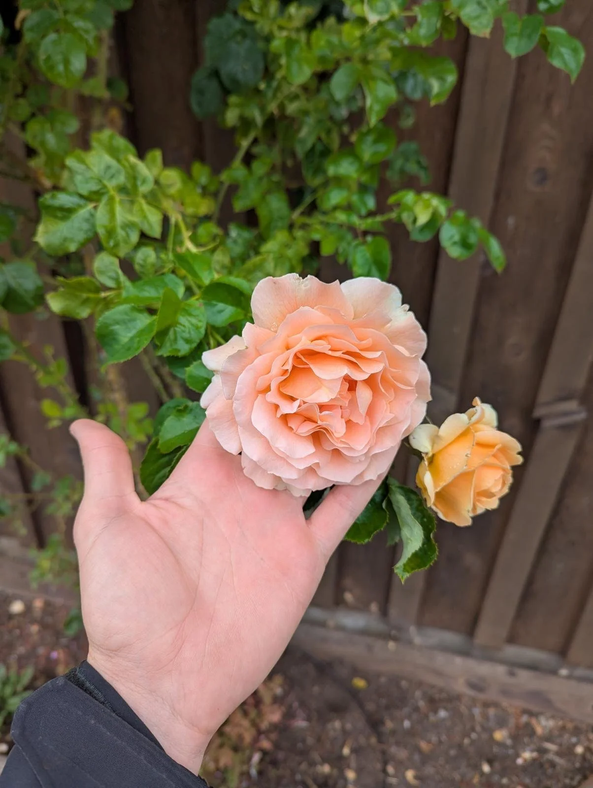 'Martinisms' and Growing Flowers