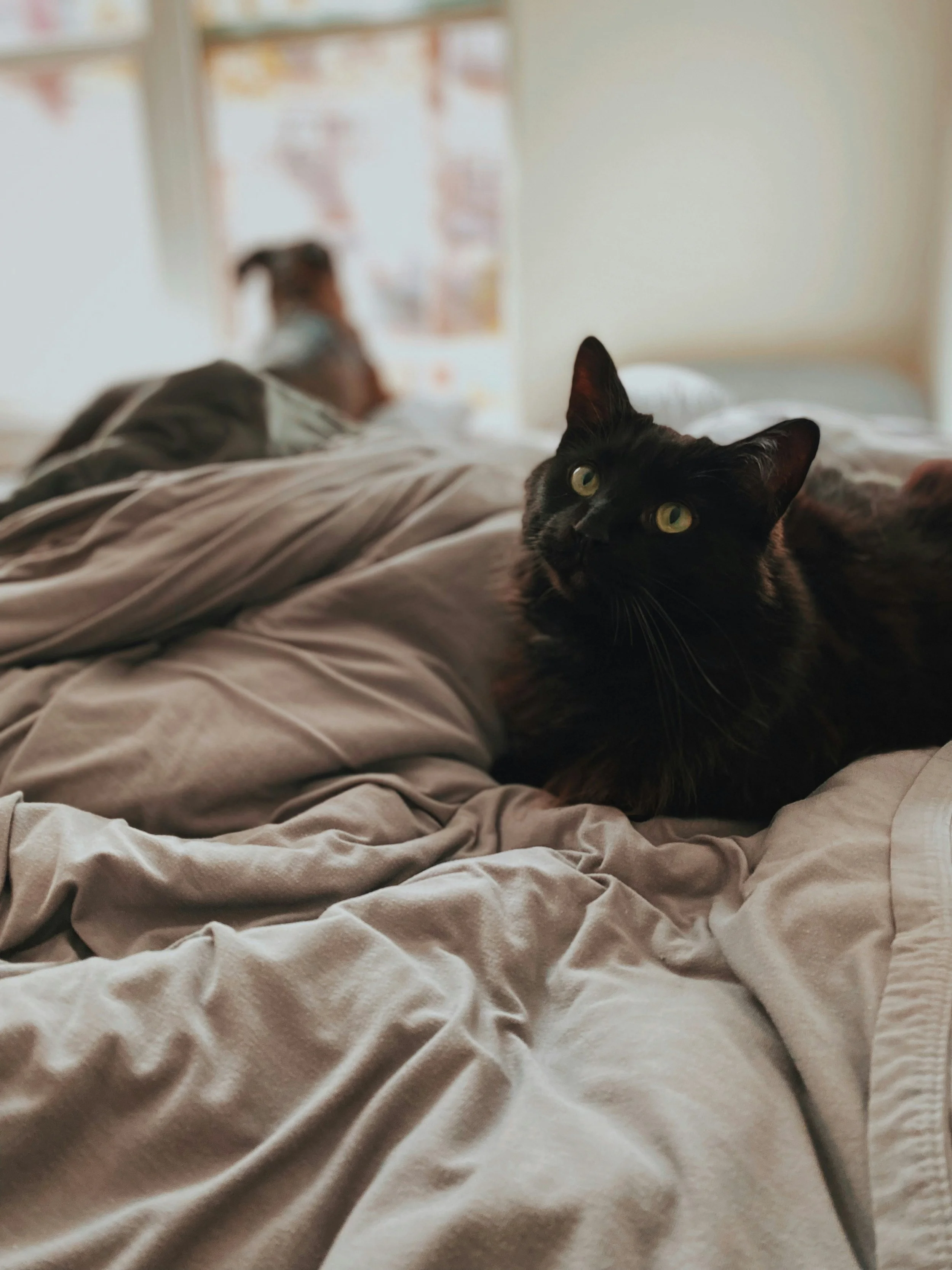 madalyn-cox-gS1eEd_93LE-unsplash.jpg
