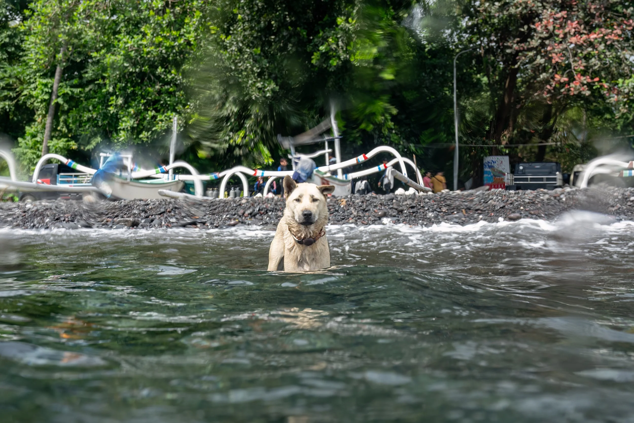 Dog swimming in a clear outdoor ocean