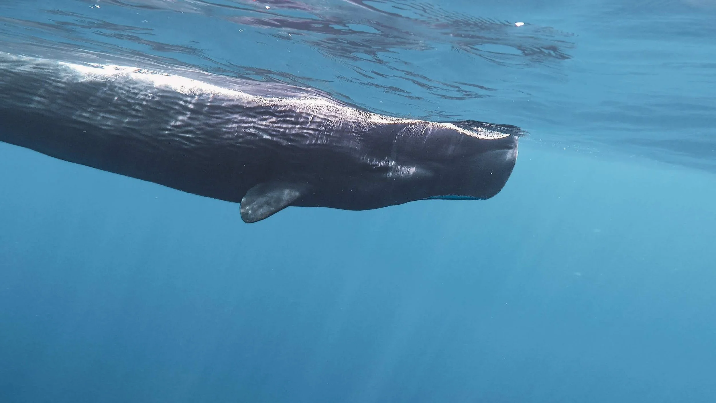 A whale swimming underwater in the ocean.