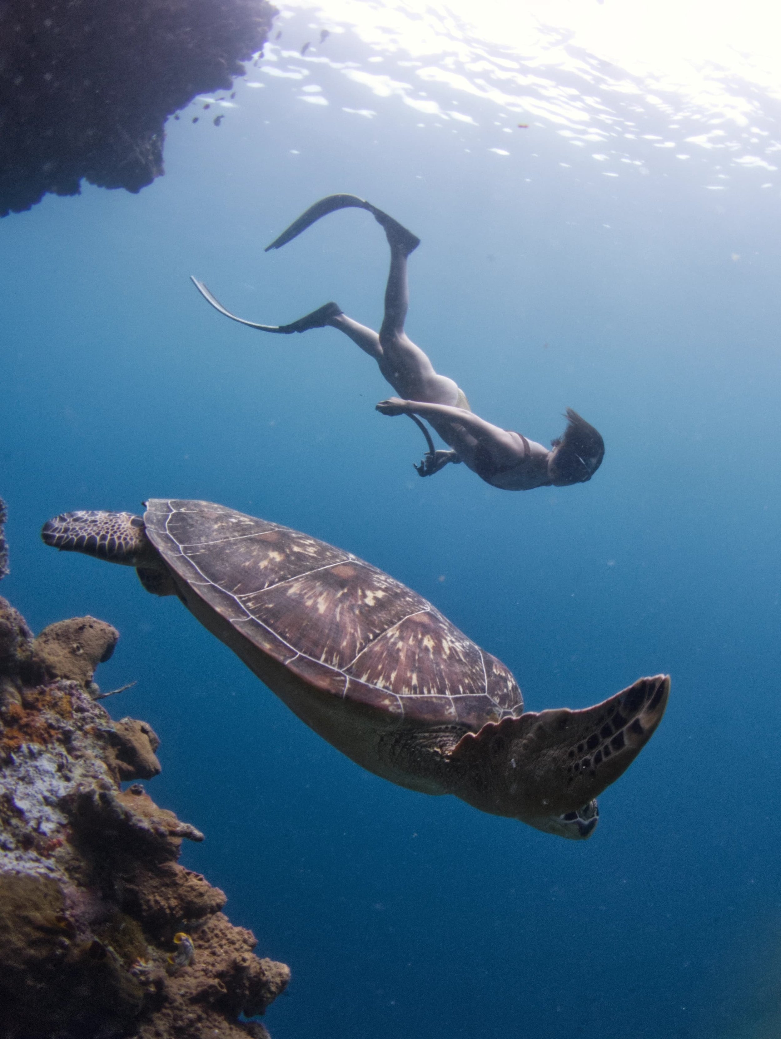 Freediver swimming underwater near a sea turtle in clear ocean water