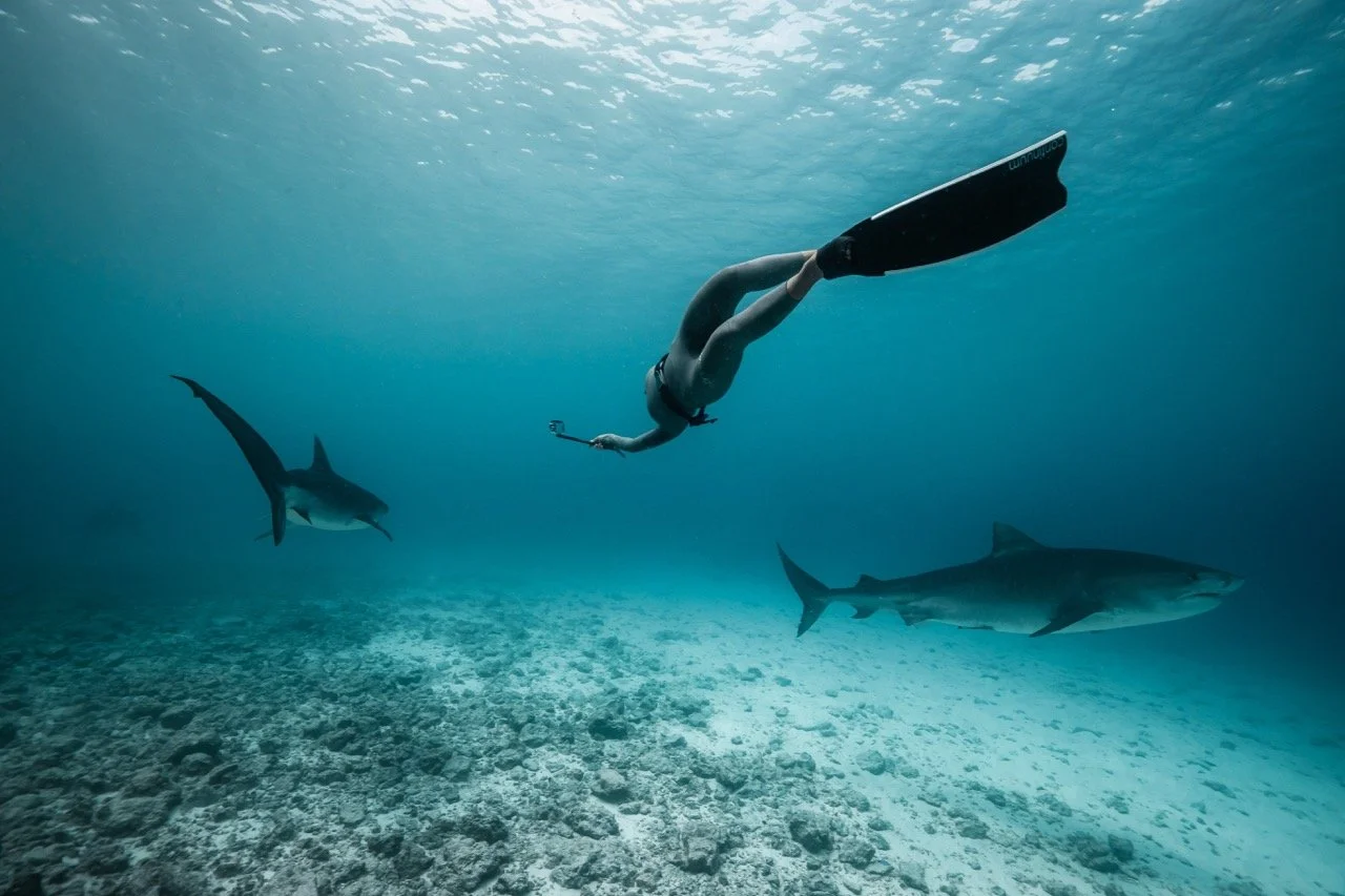 Freediver  in deep blue ocean water alongside tiger sharks in the Maldives