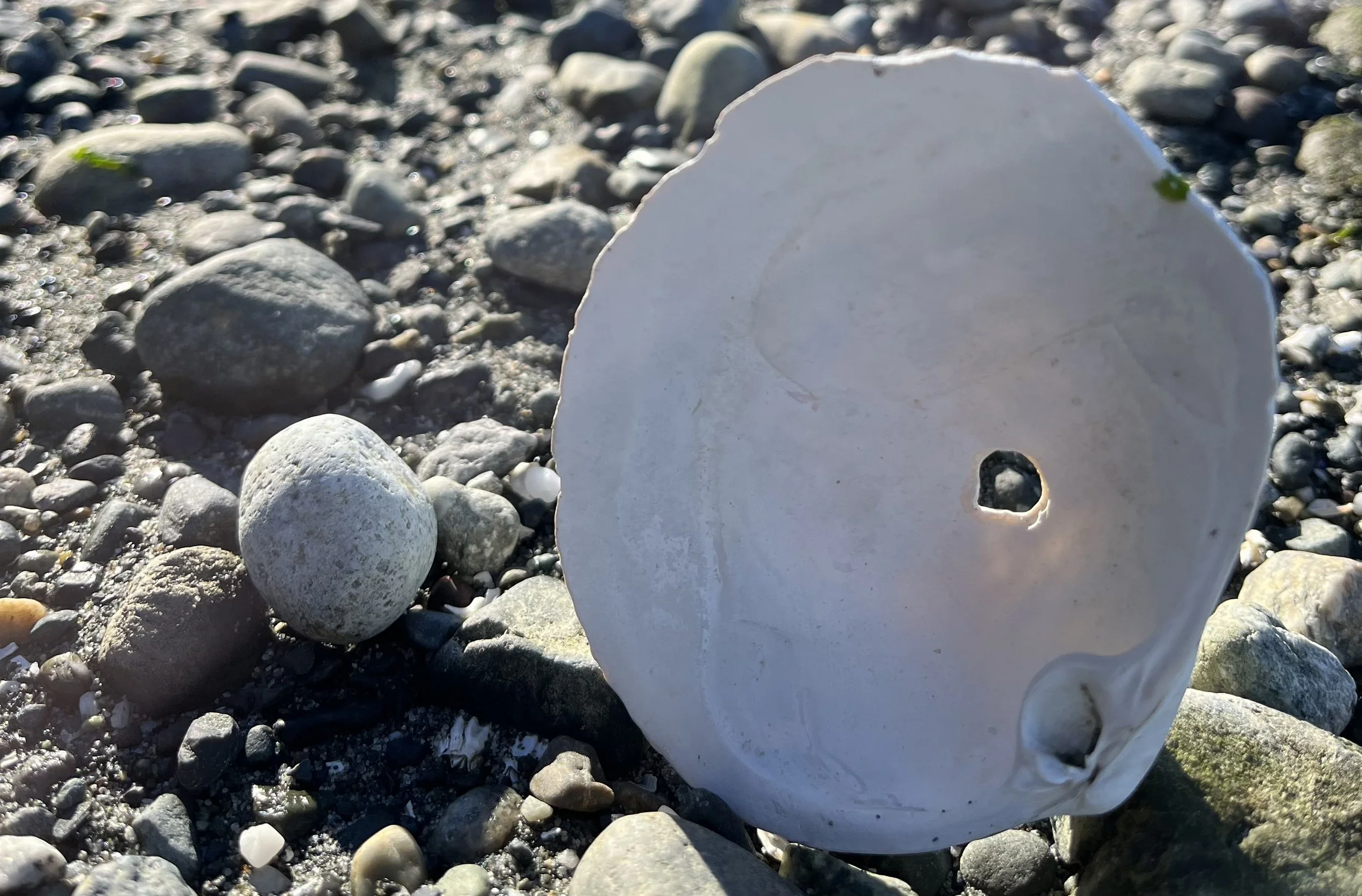 A close-up of a large white seashell on a rocky beach with small gray and white pebbles.