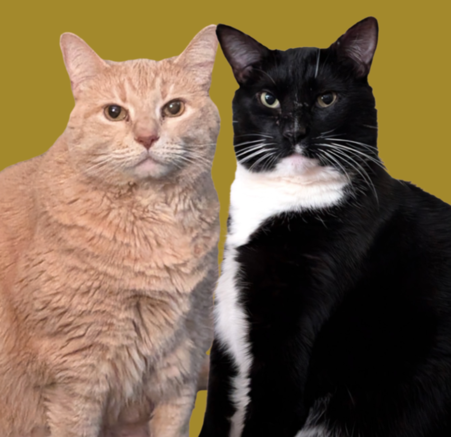 A close-up of an orange tabby cat and a black and white tuxedo cat against a mustard yellow background.