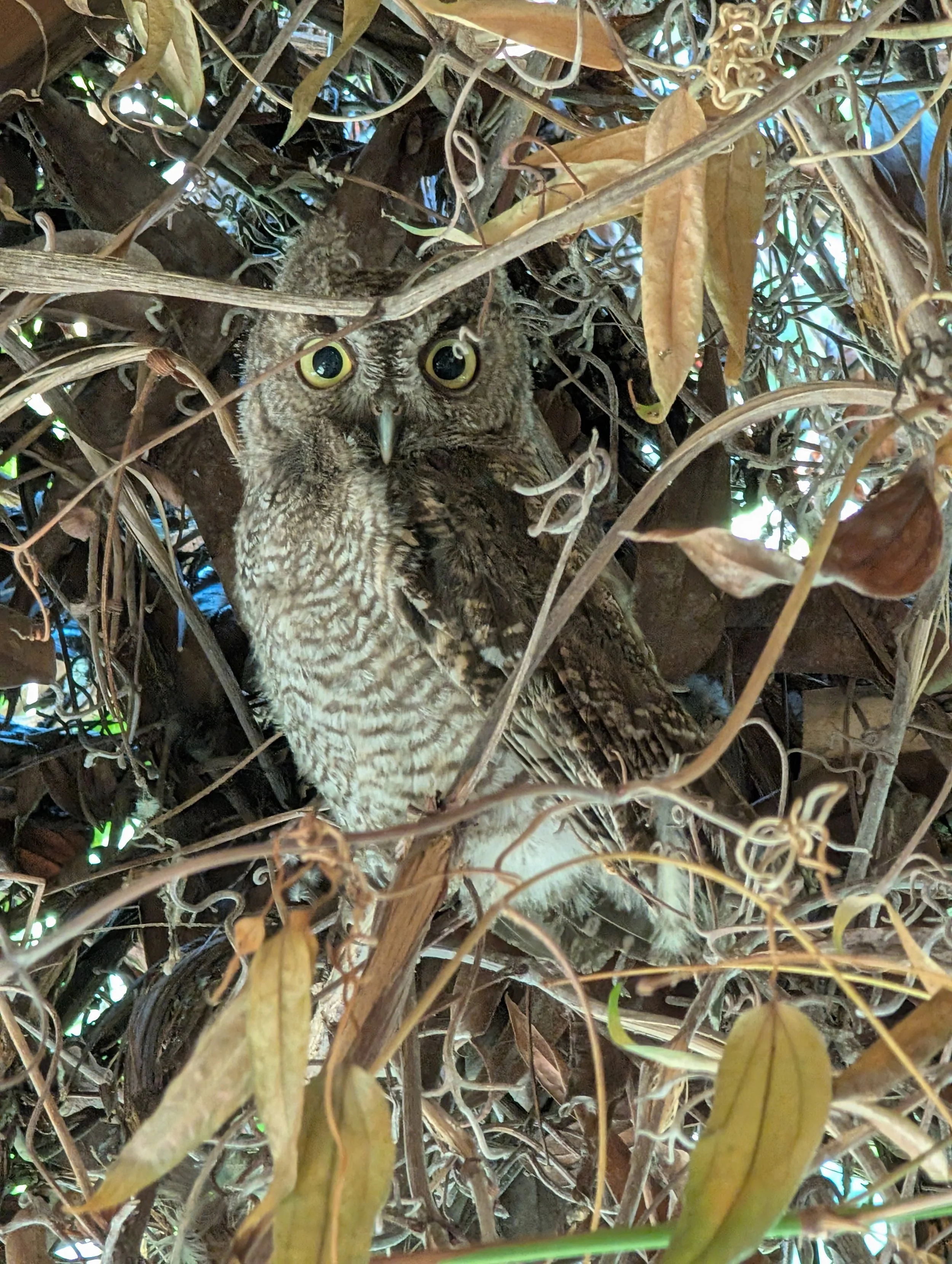 Friendly owl on the property