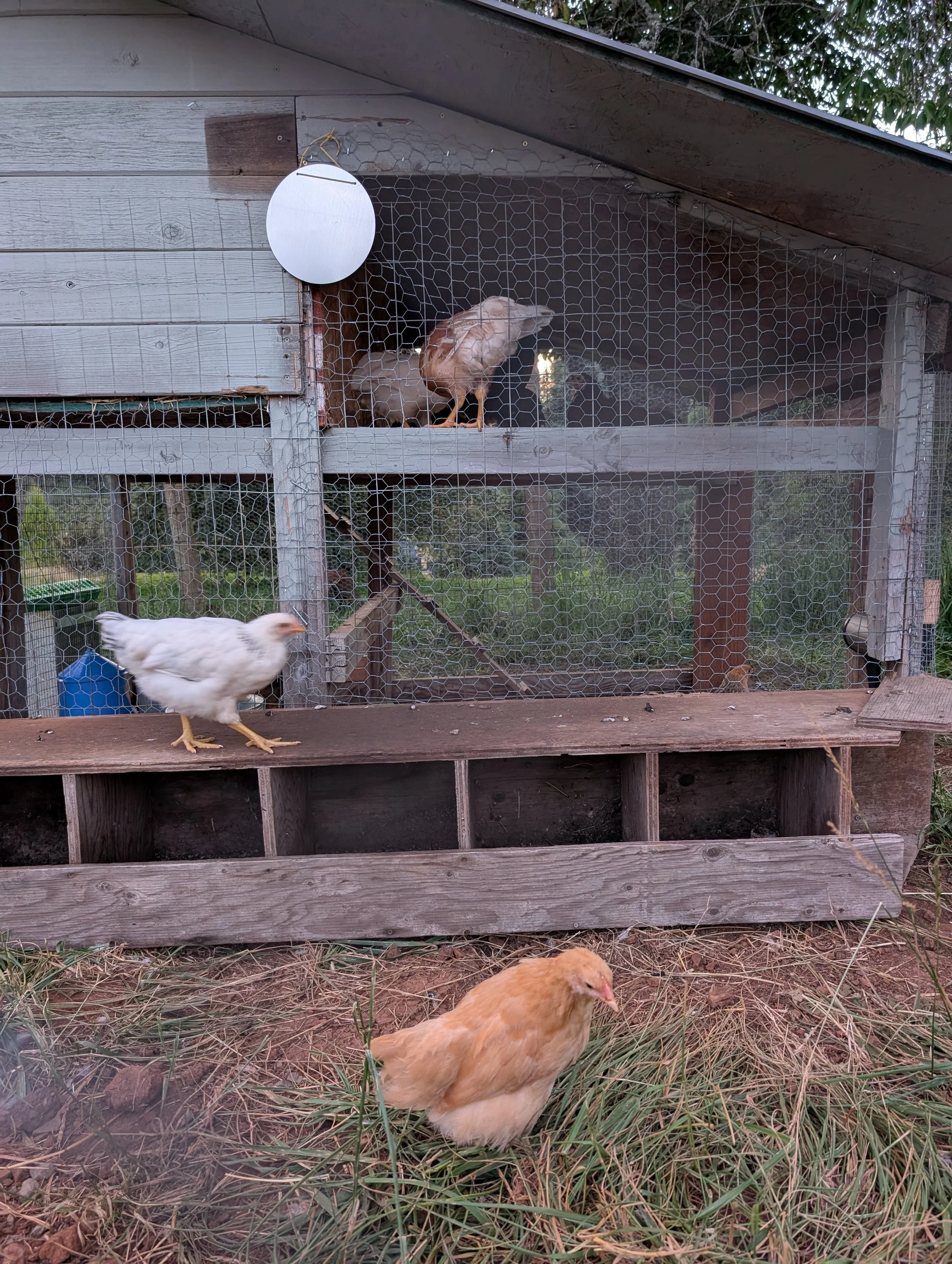 Fresh eggs from the flock