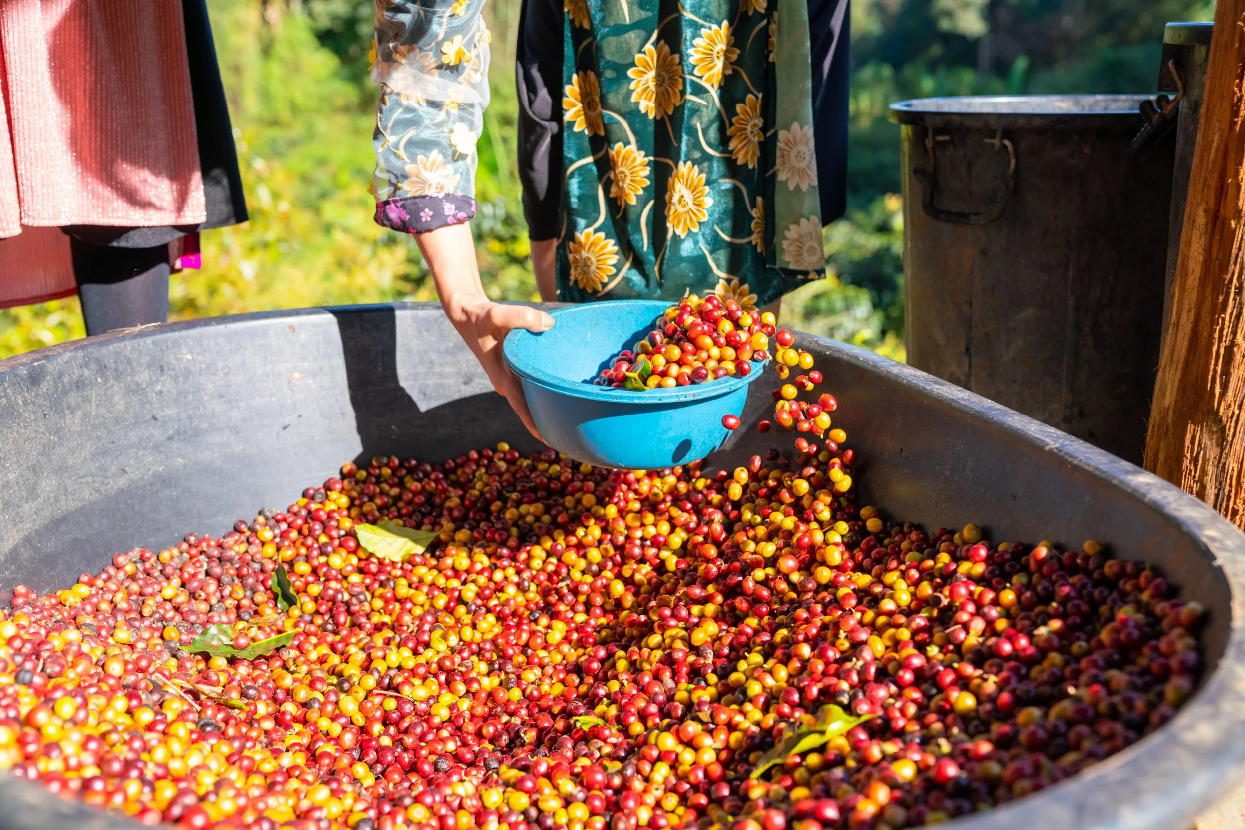Coffee cherries.jpeg