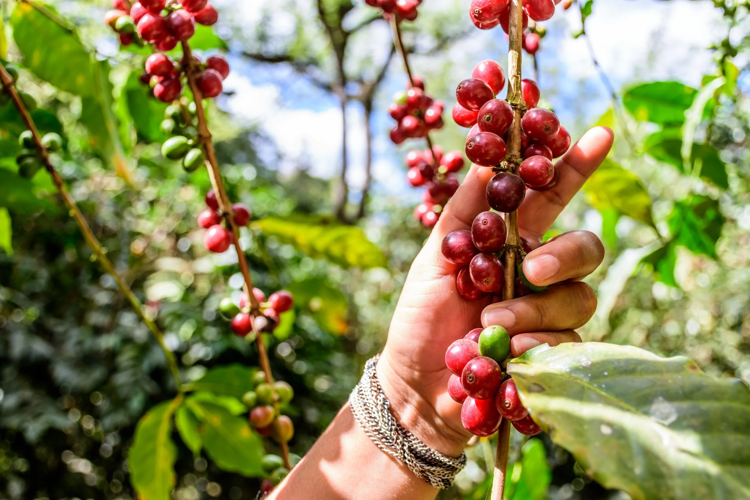 Guatemala coffee farm 2.jpeg