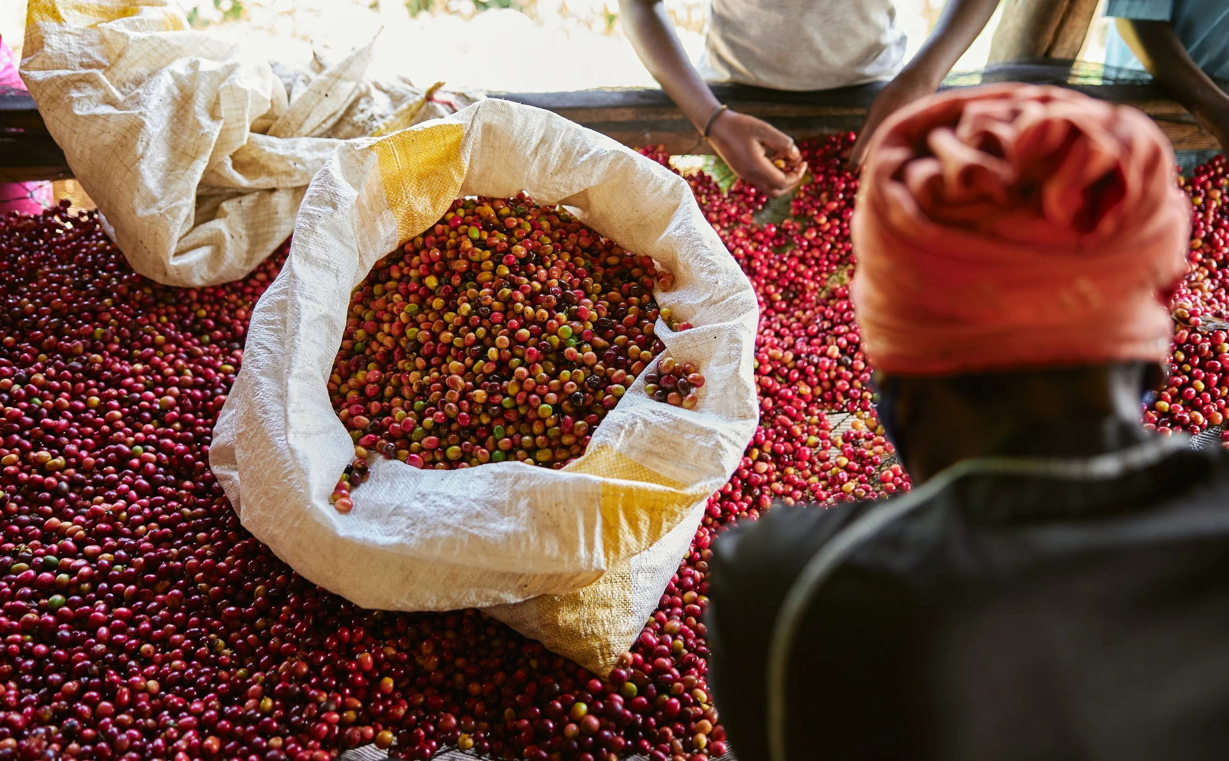 Ethiopia coffee cherry processing.jpeg
