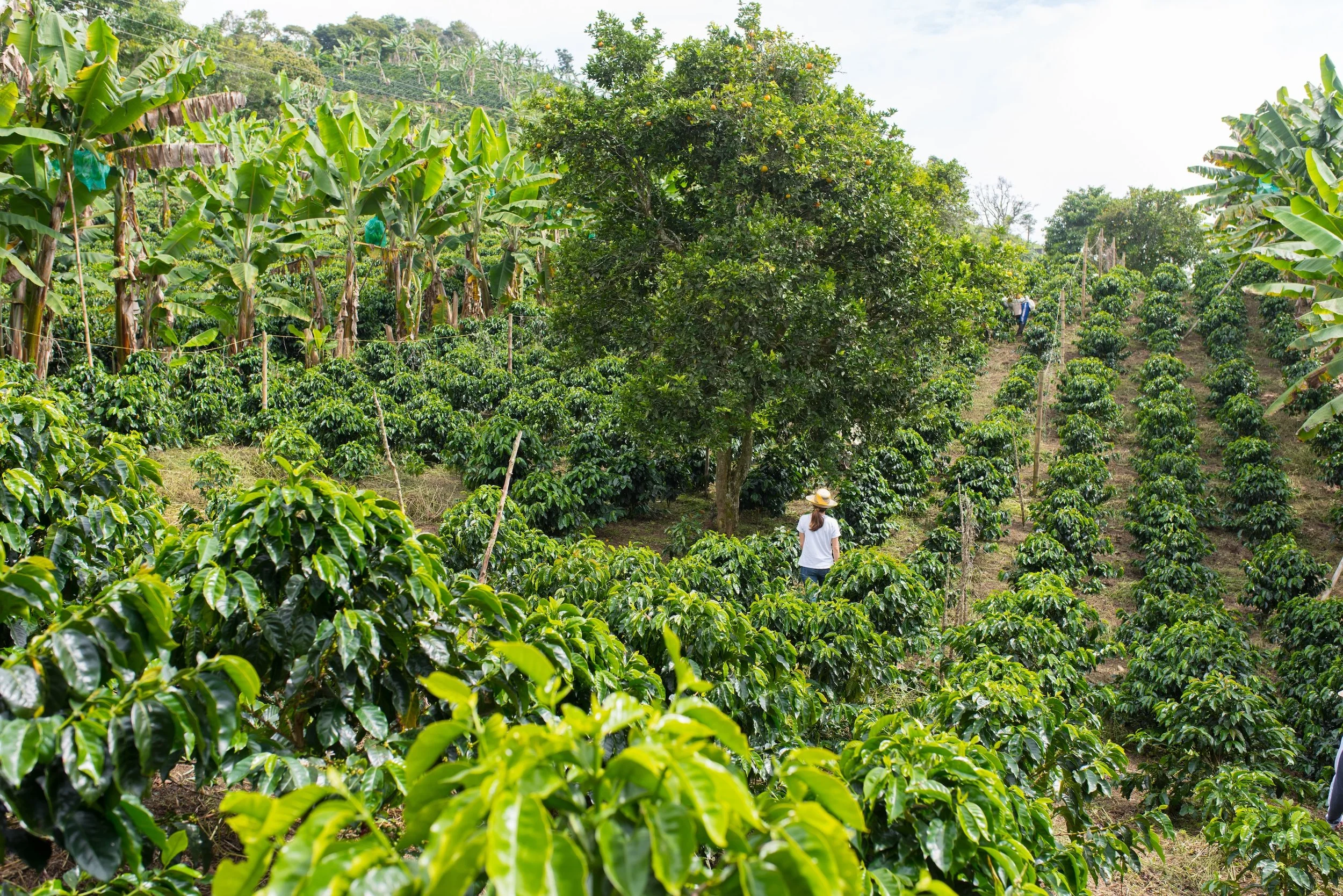 Colombia coffee farm
