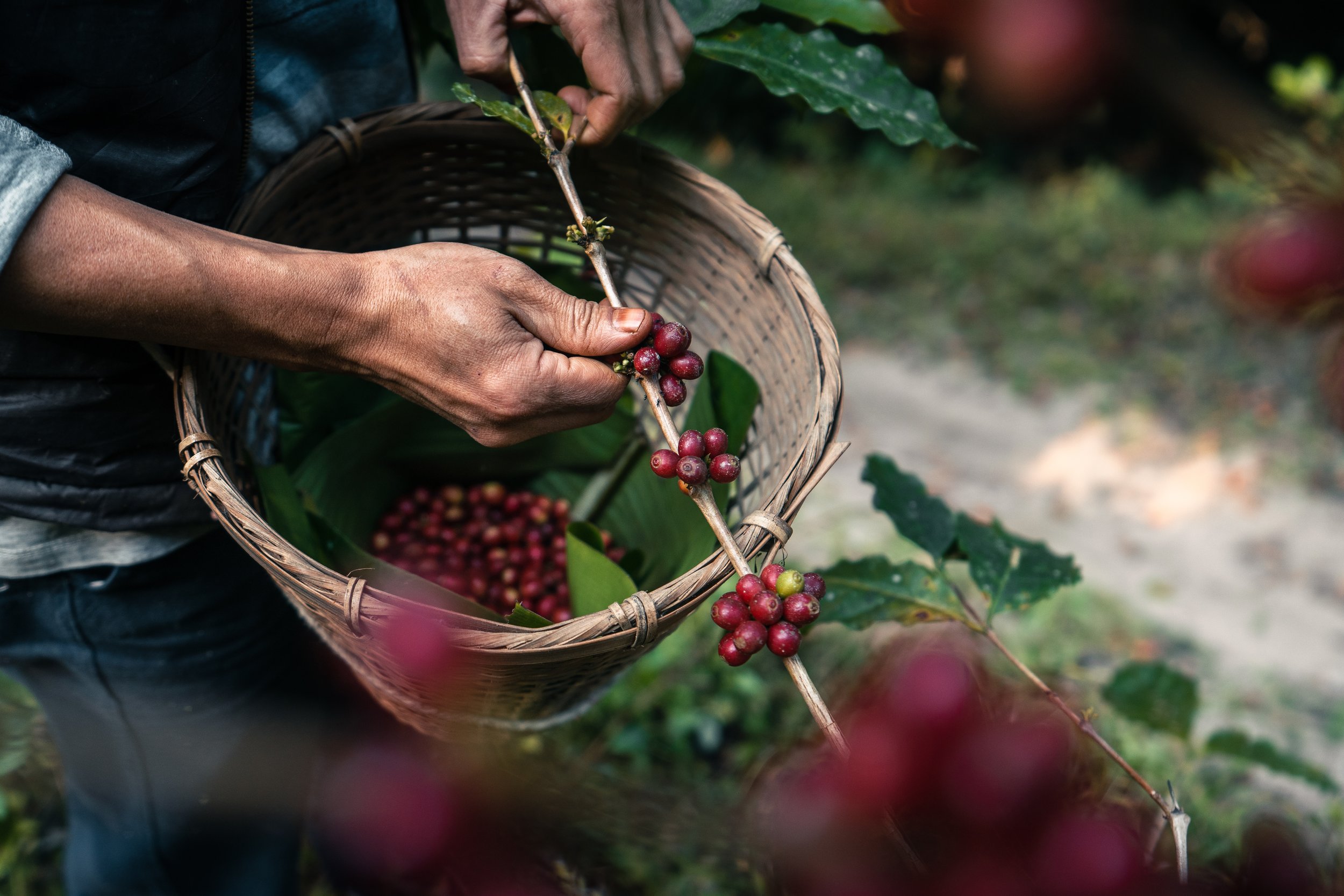 Picking coffee cherries