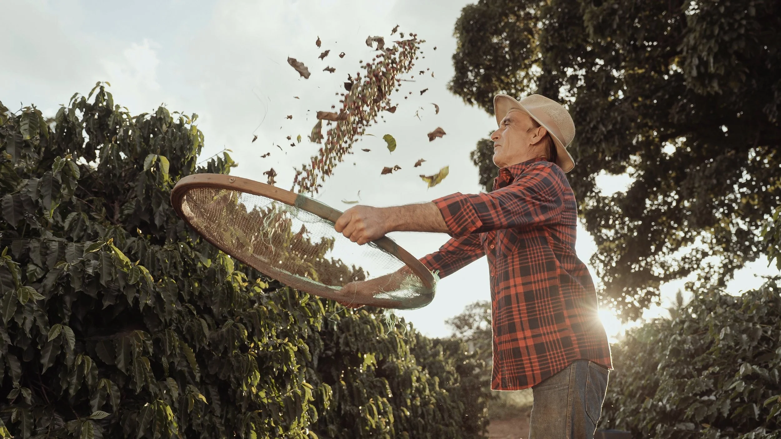 Brazil coffee farm