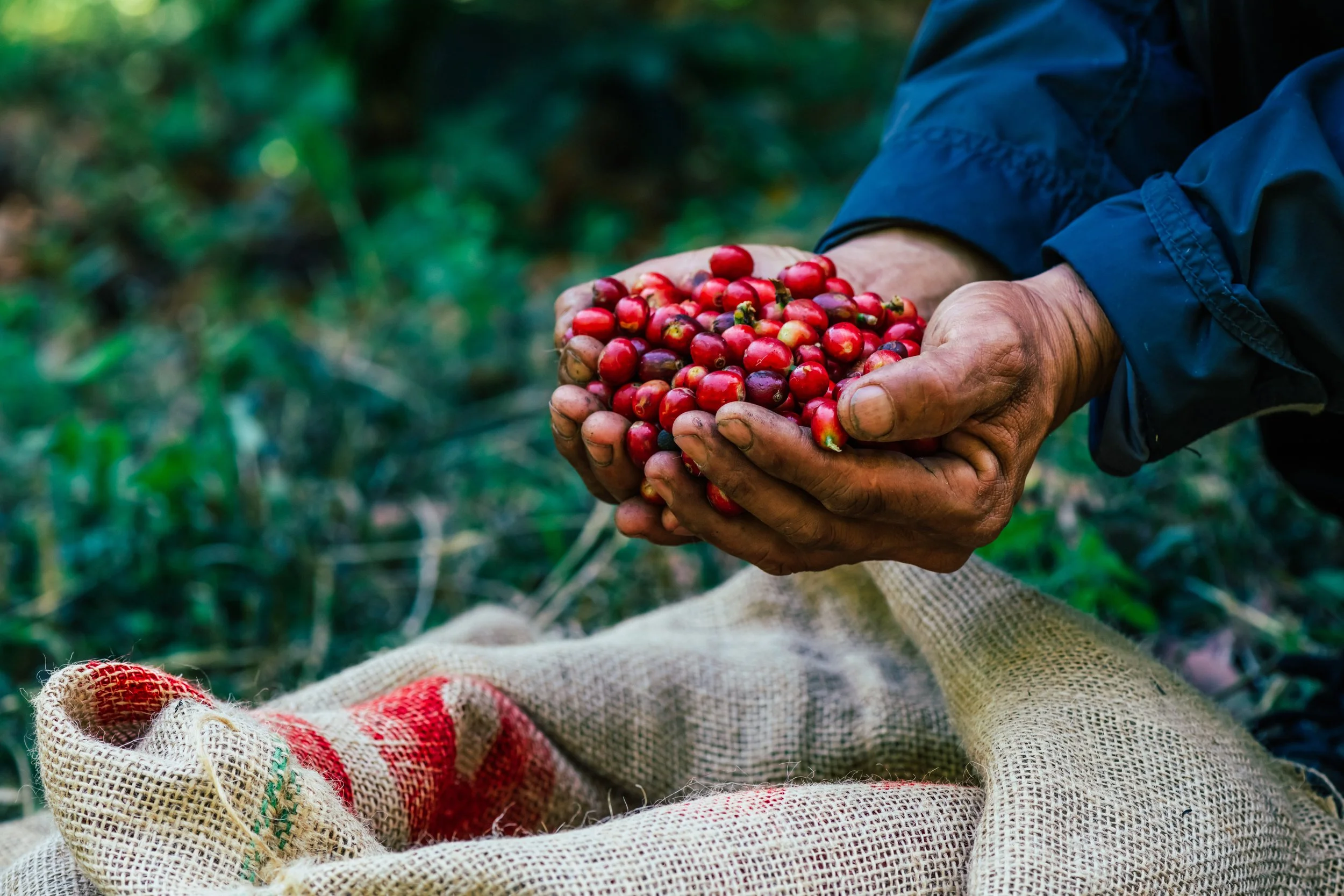 Coffee cherry central America.jpeg