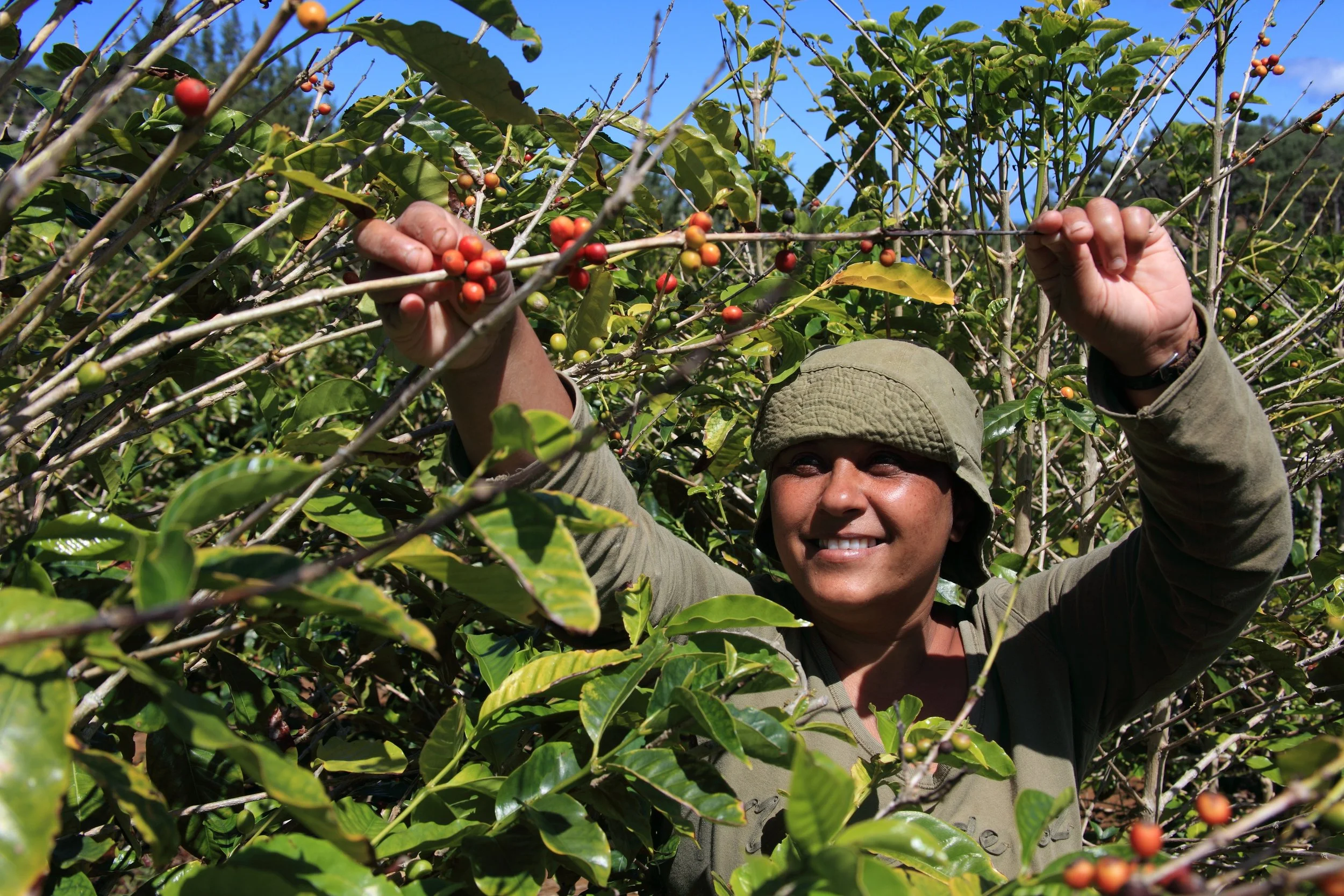 Guatemala coffee farm.jpeg