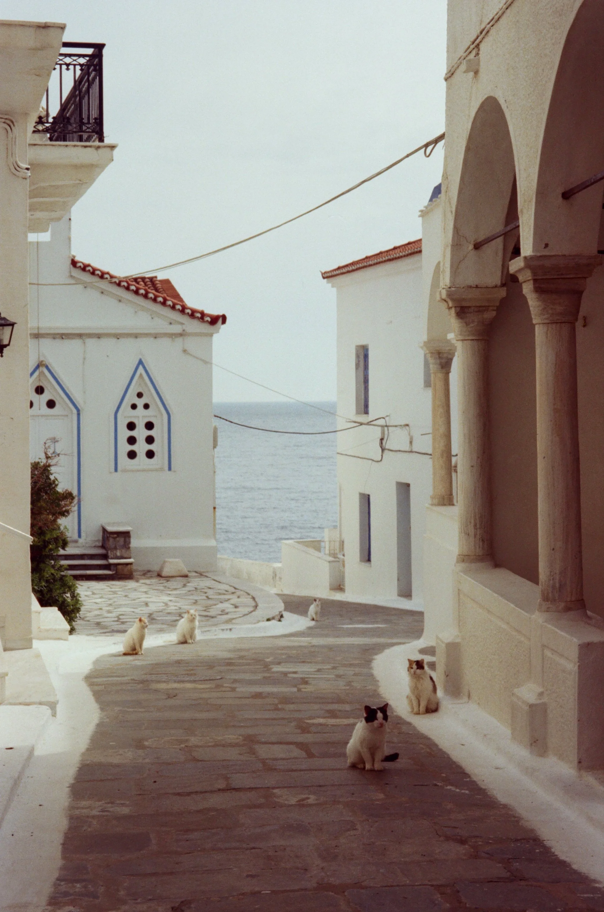Street view of a Mediterranean village with white buildings, arched walkways, and cats sitting on the cobblestone street, overlooking the sea in the background. Film photo taken by Olivia on a Greek island, Andros.